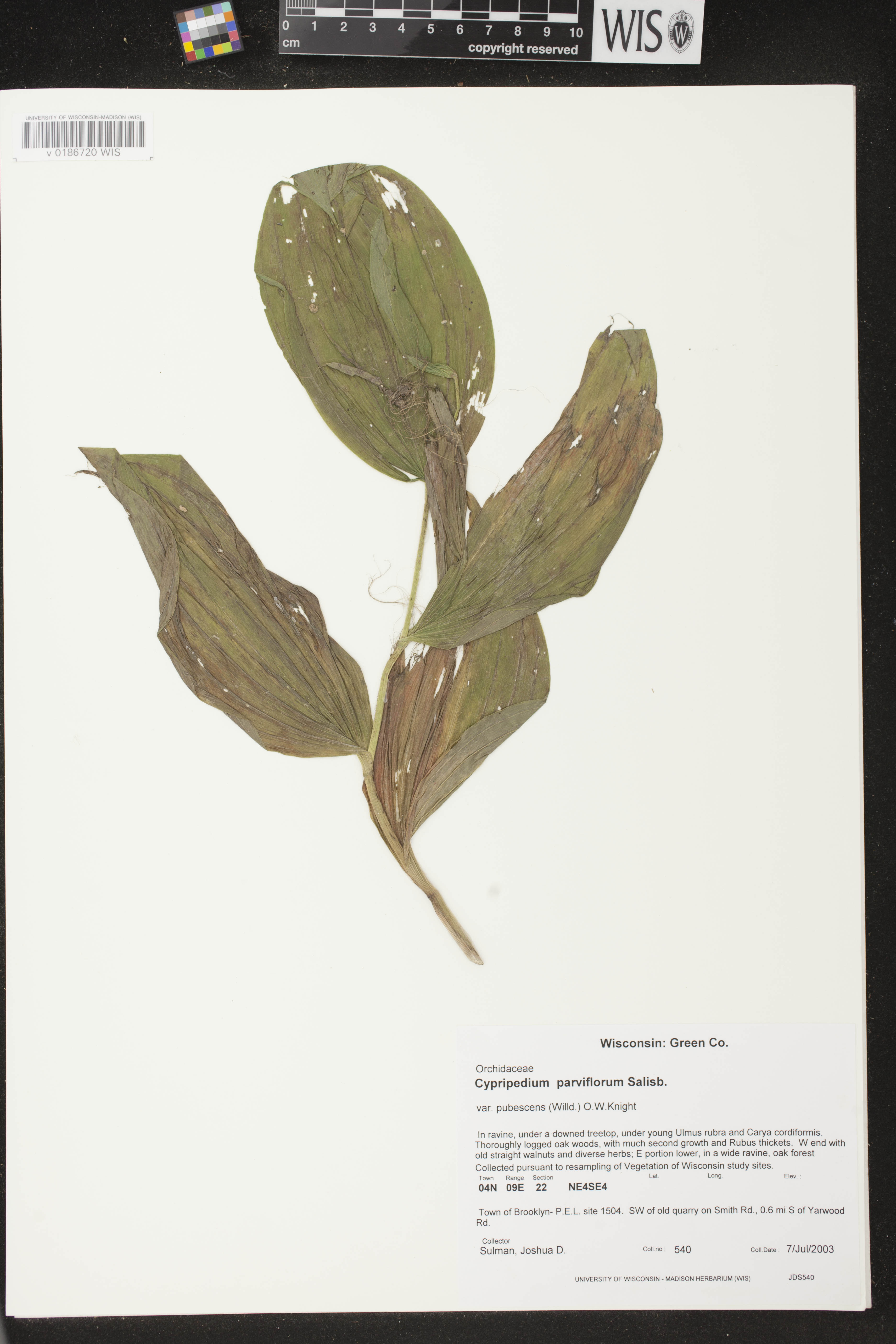 Cypripedium parviflorum image
