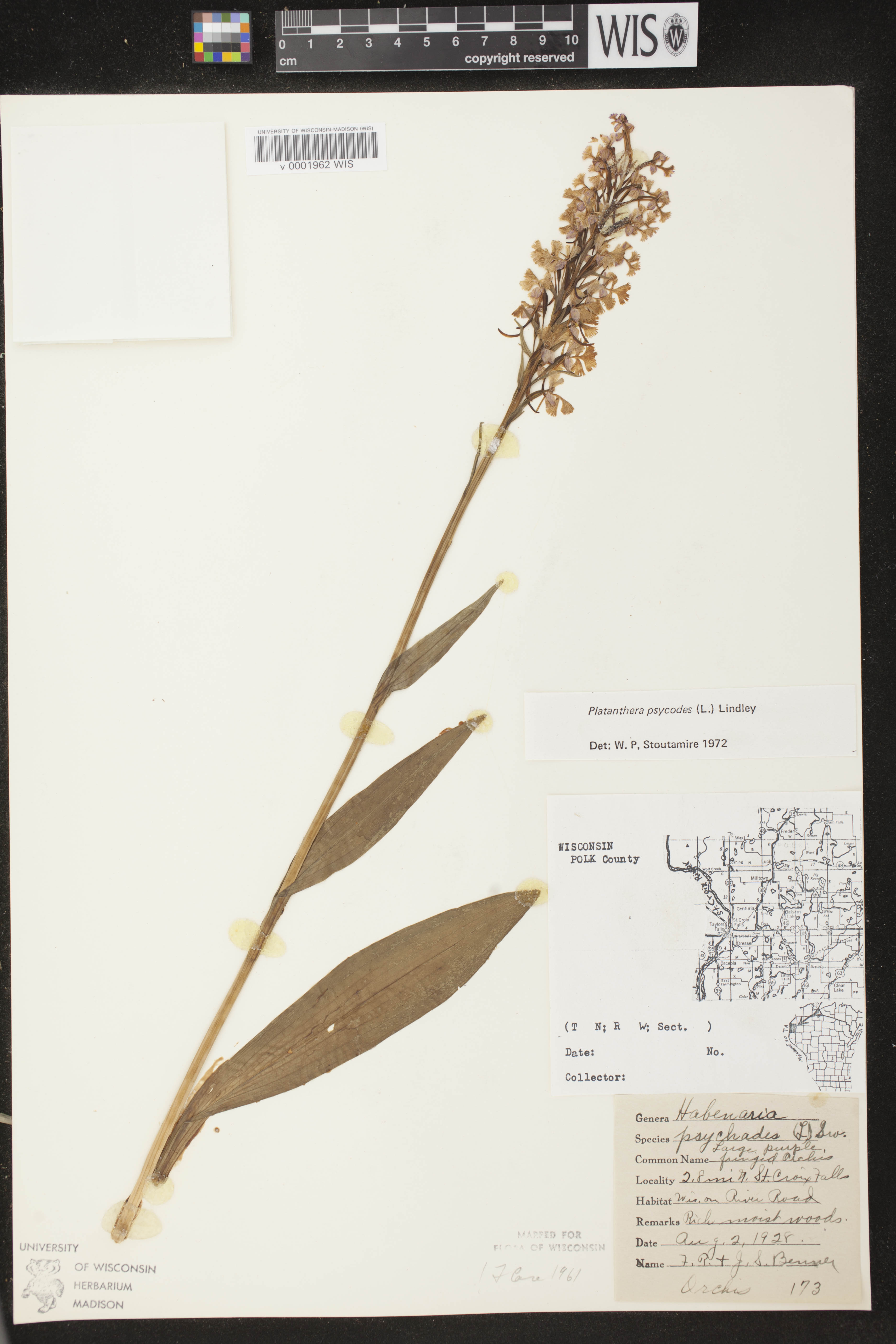 Platanthera psycodes image