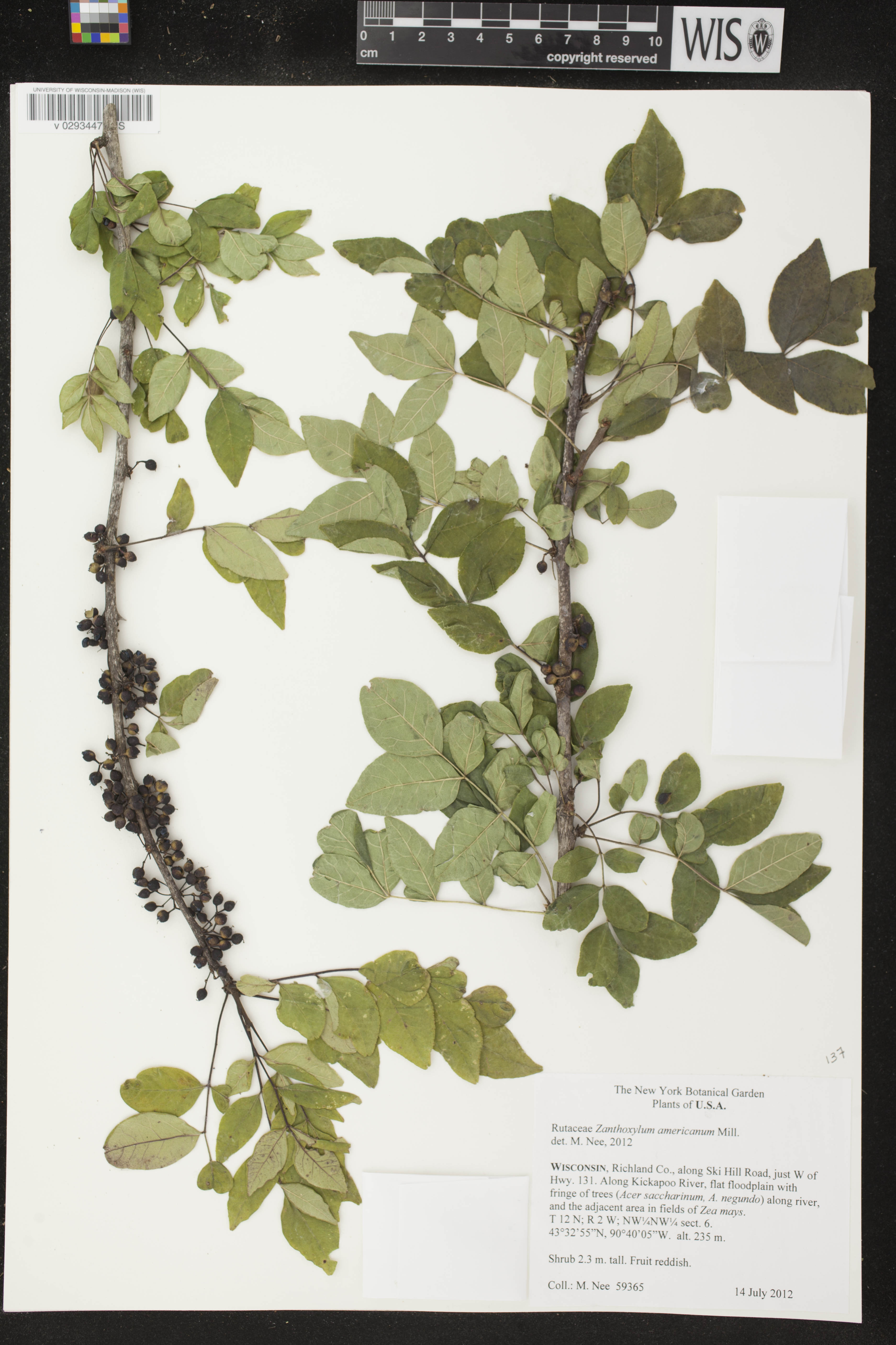 Zanthoxylum americanum image