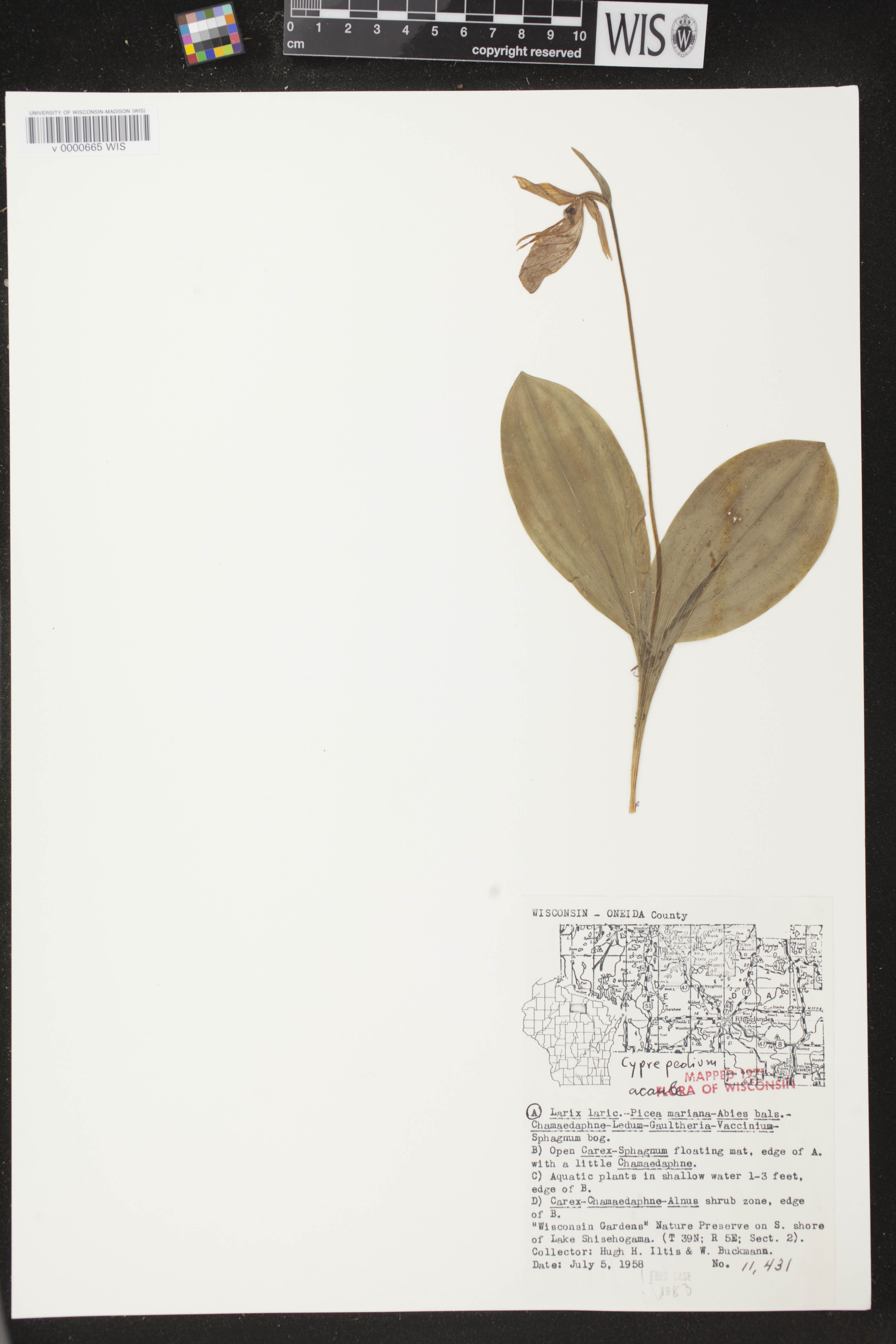 Cypripedium acaule image