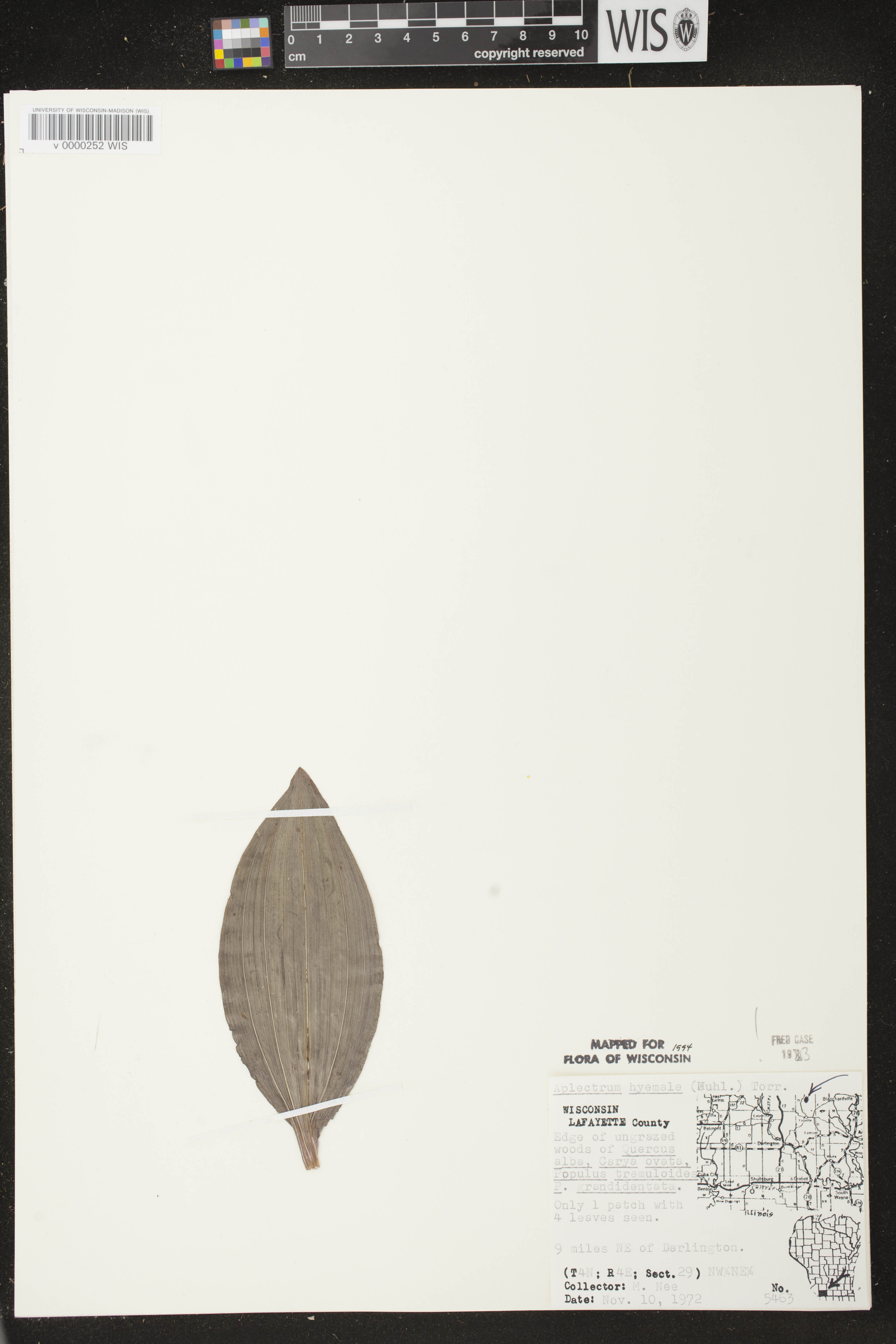 Aplectrum hyemale image