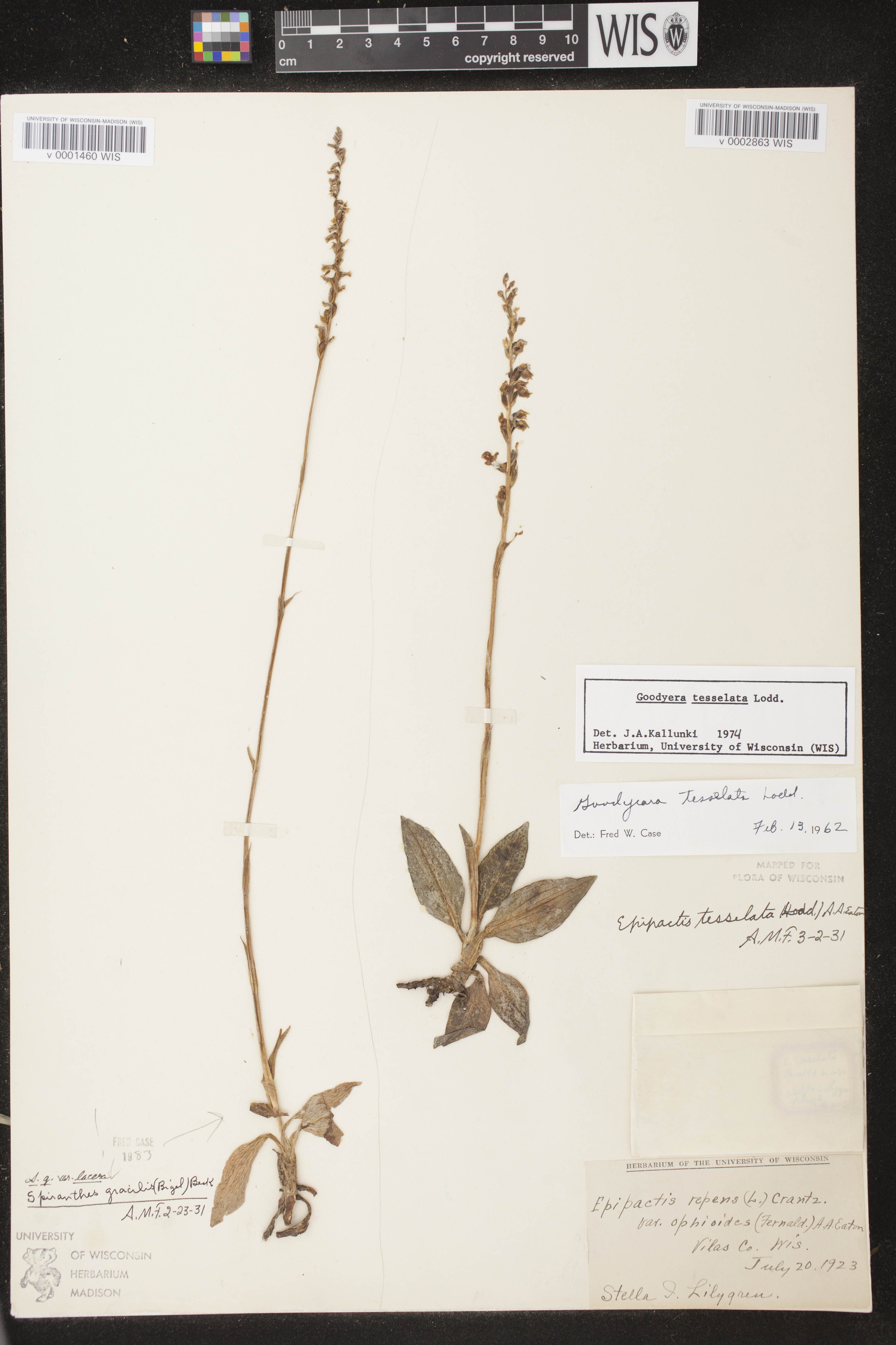 Spiranthes lacera var. lacera image