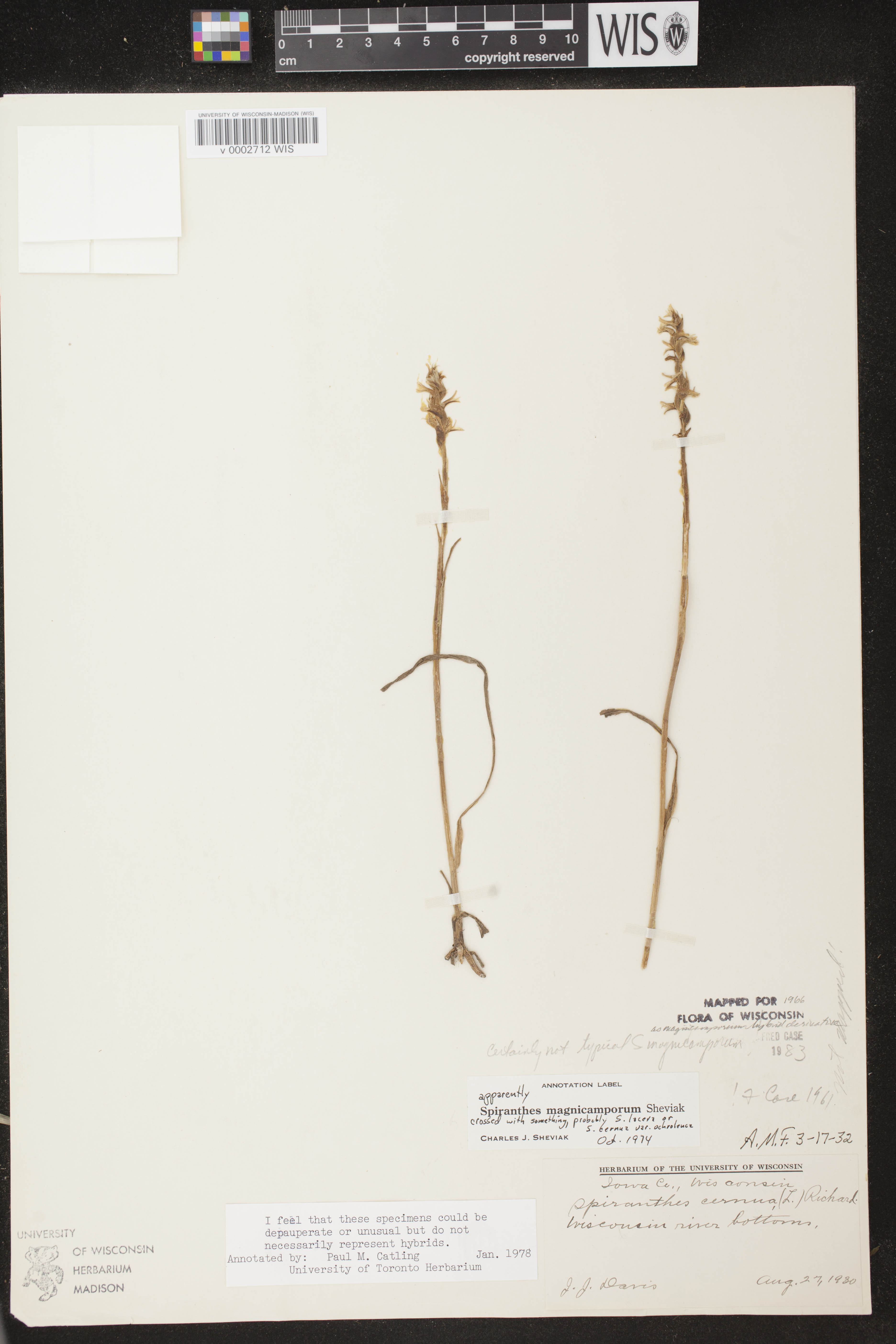 Spiranthes magnicamporum image