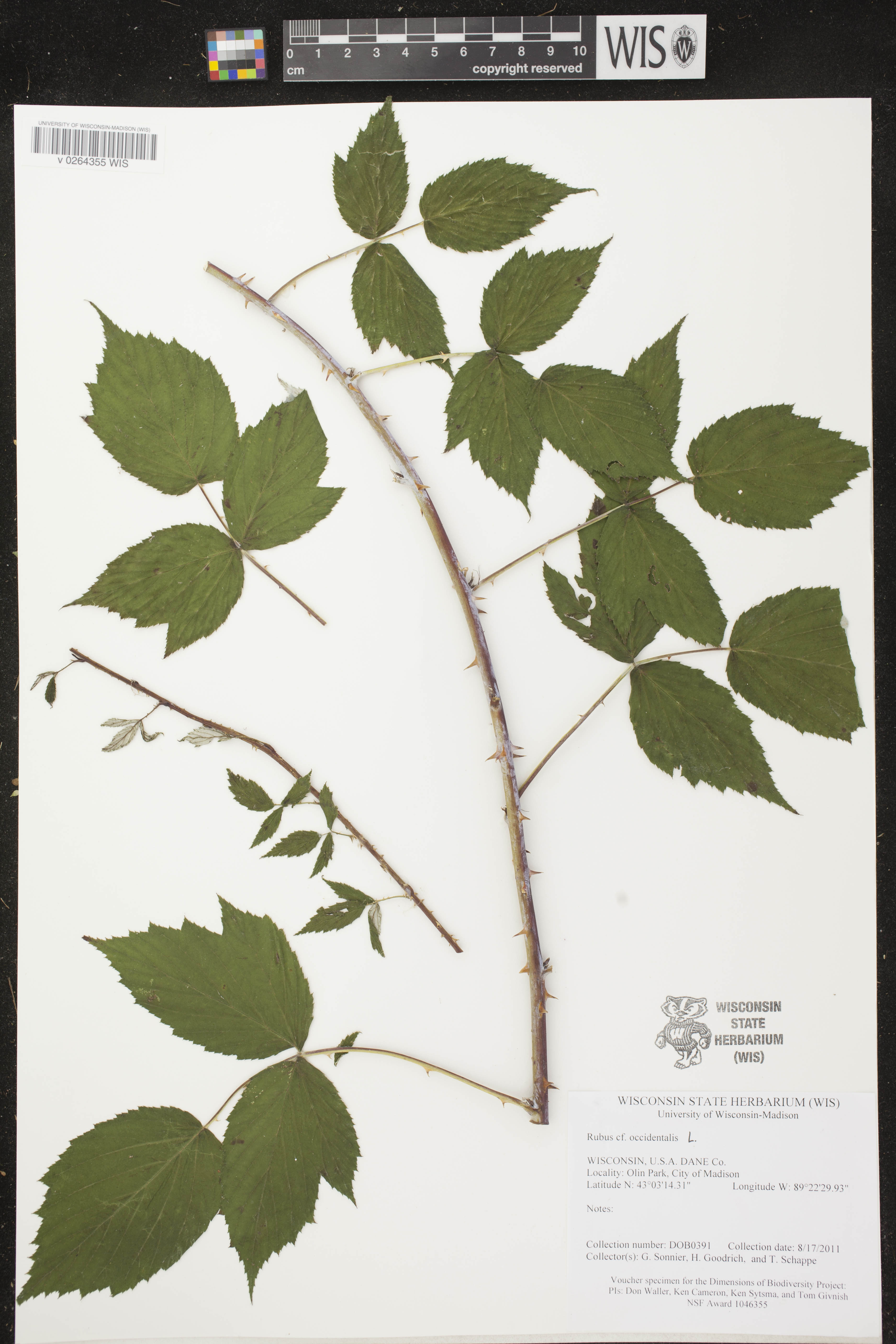 Rubus occidentalis image