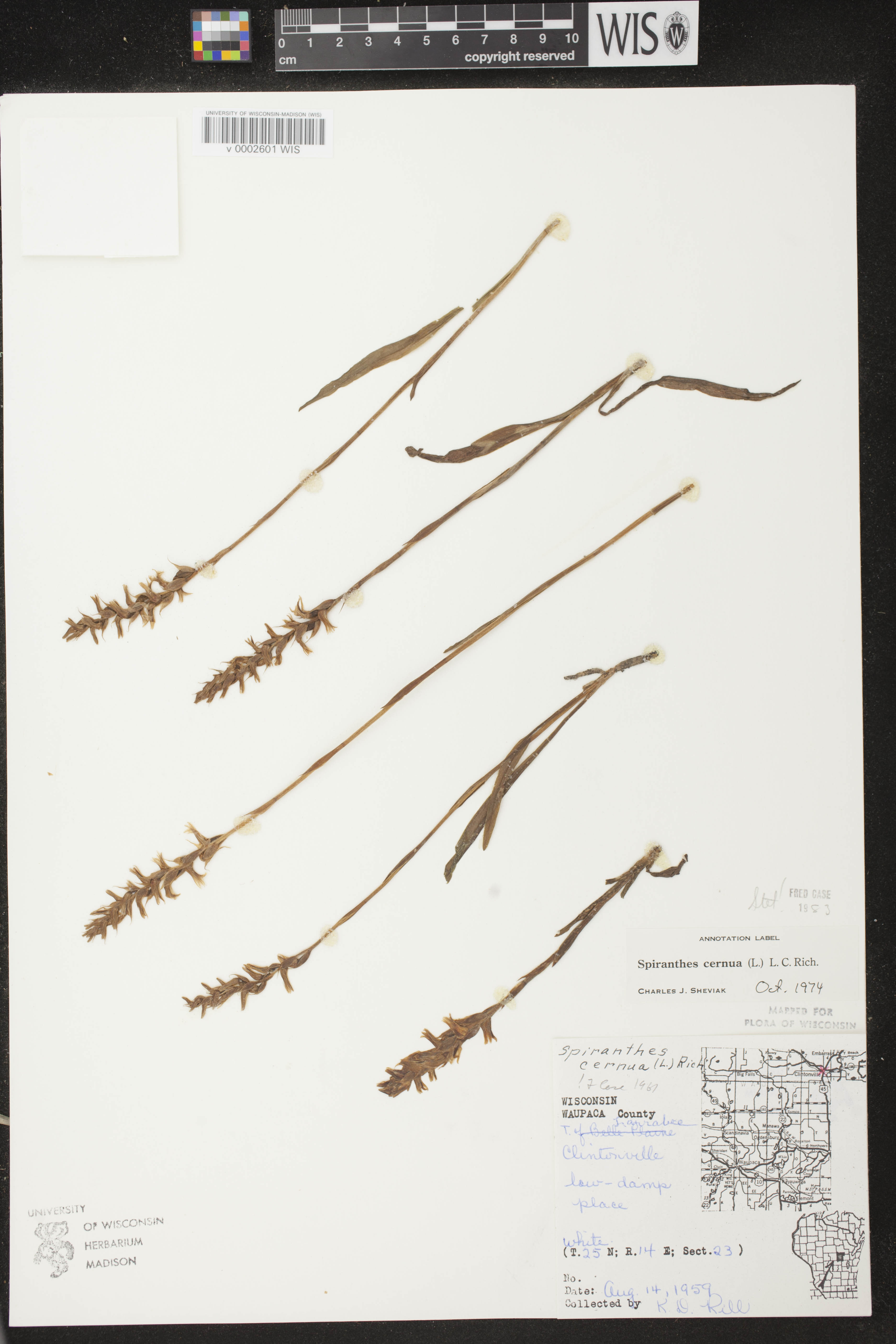 Spiranthes cernua image