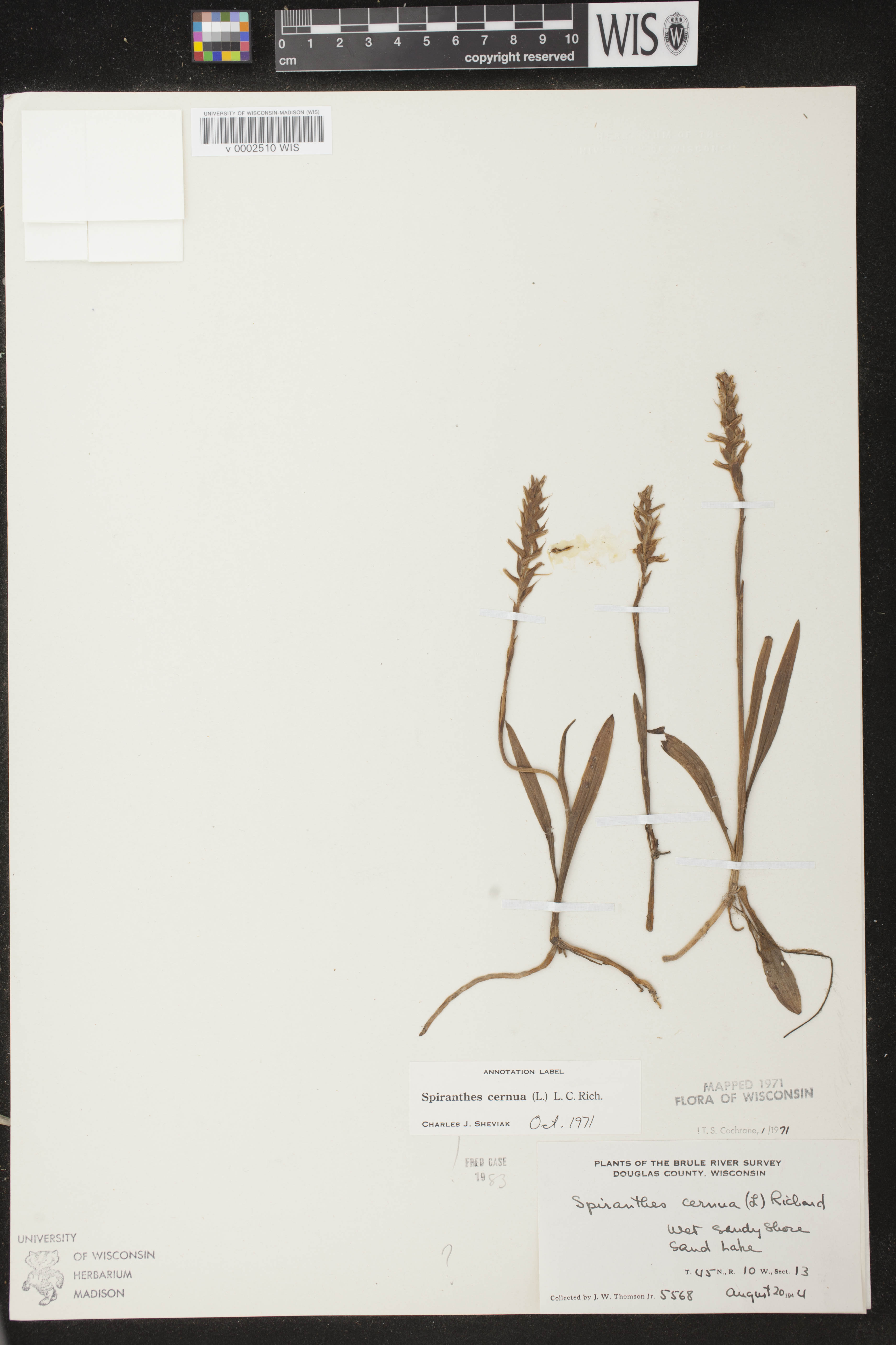 Spiranthes cernua image