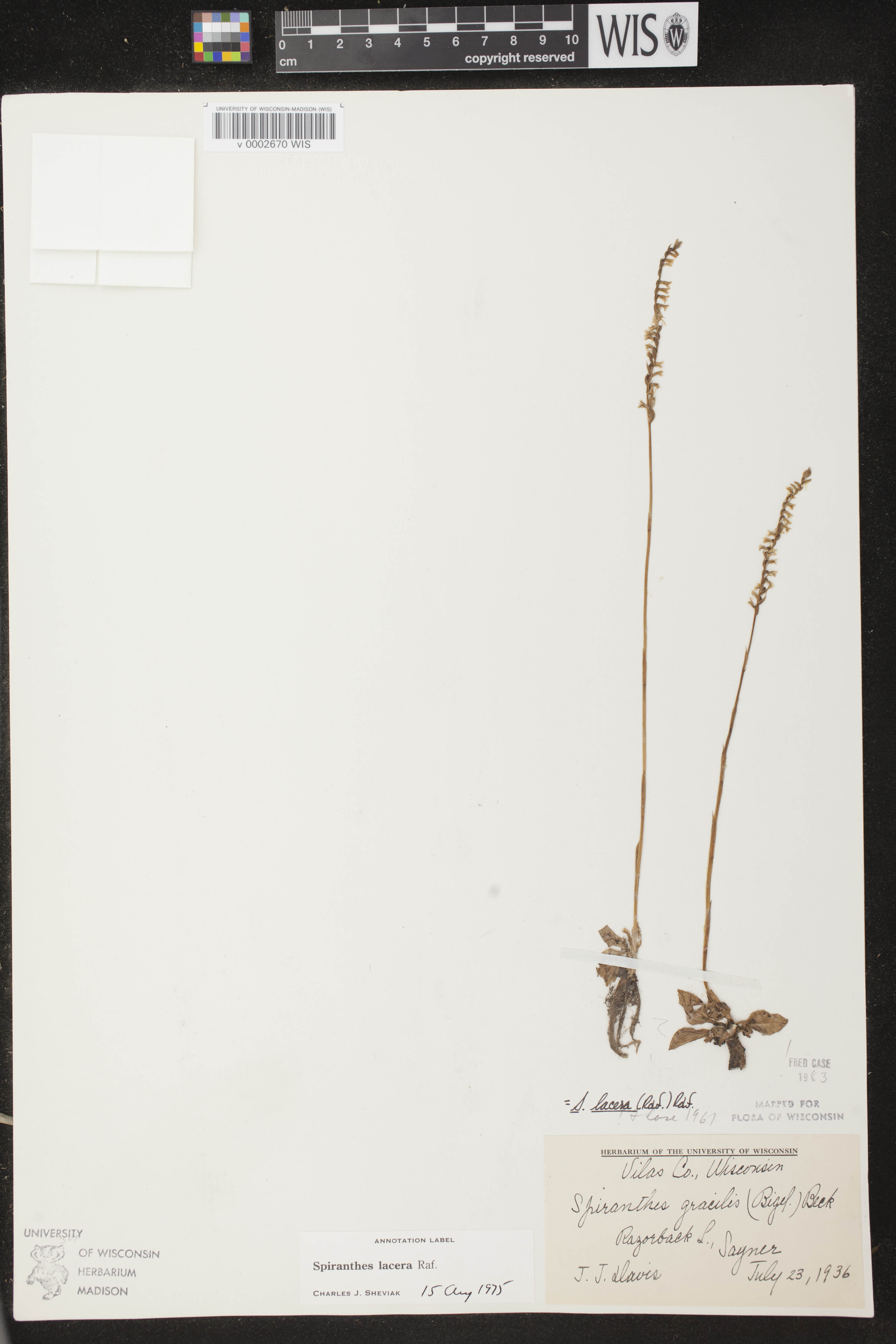 Spiranthes lacera var. lacera image