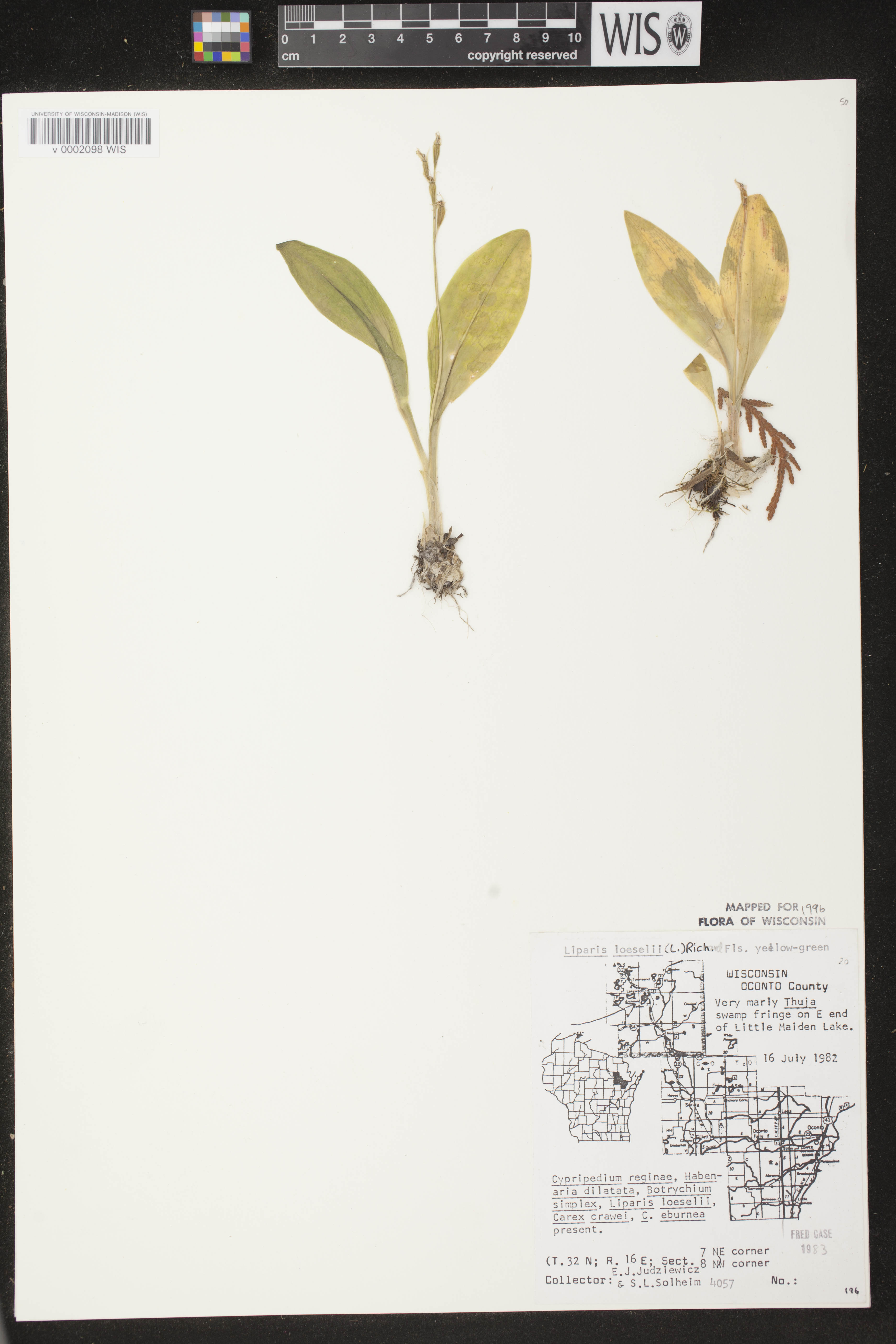 Liparis loeselii image