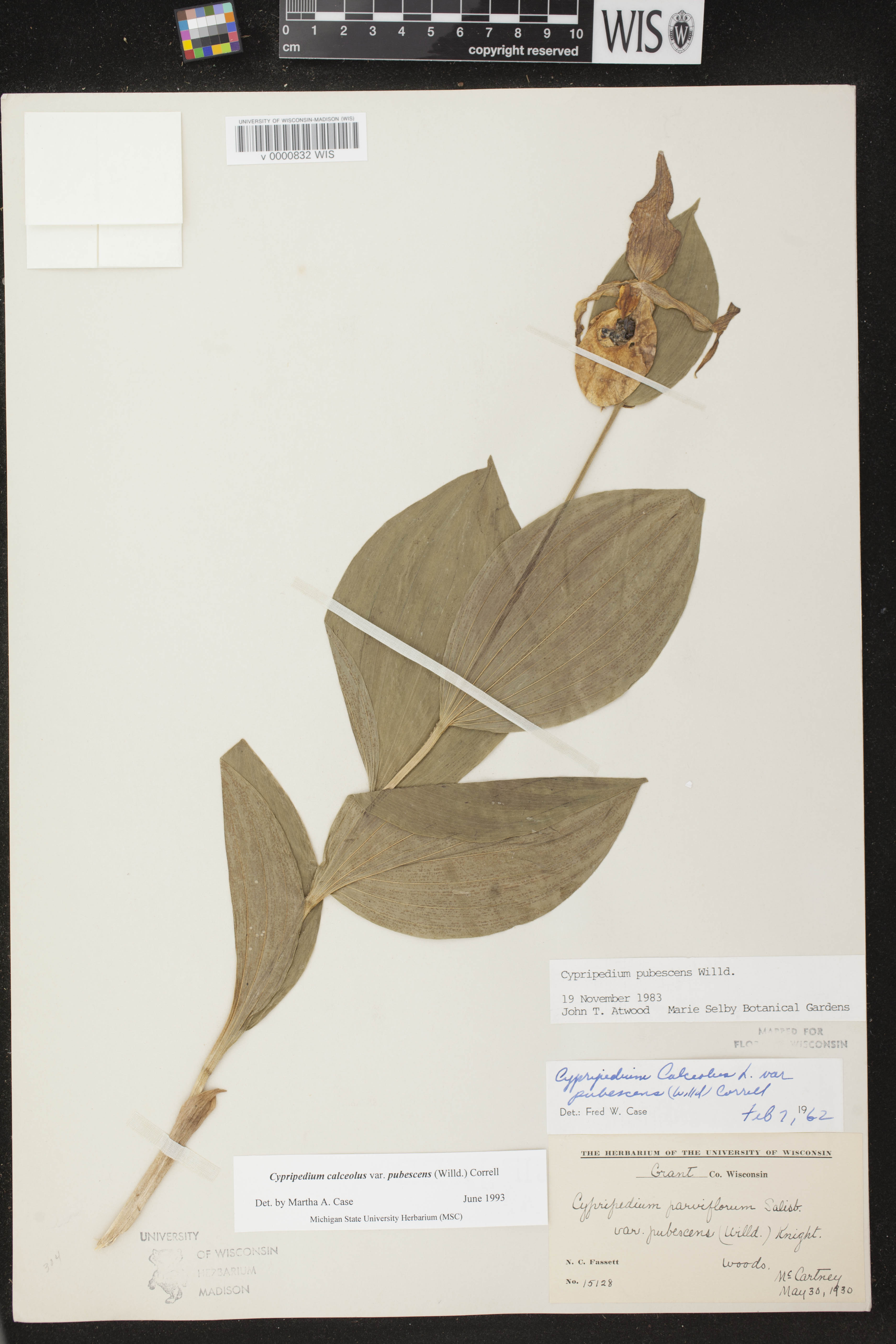 Cypripedium parviflorum var. pubescens image