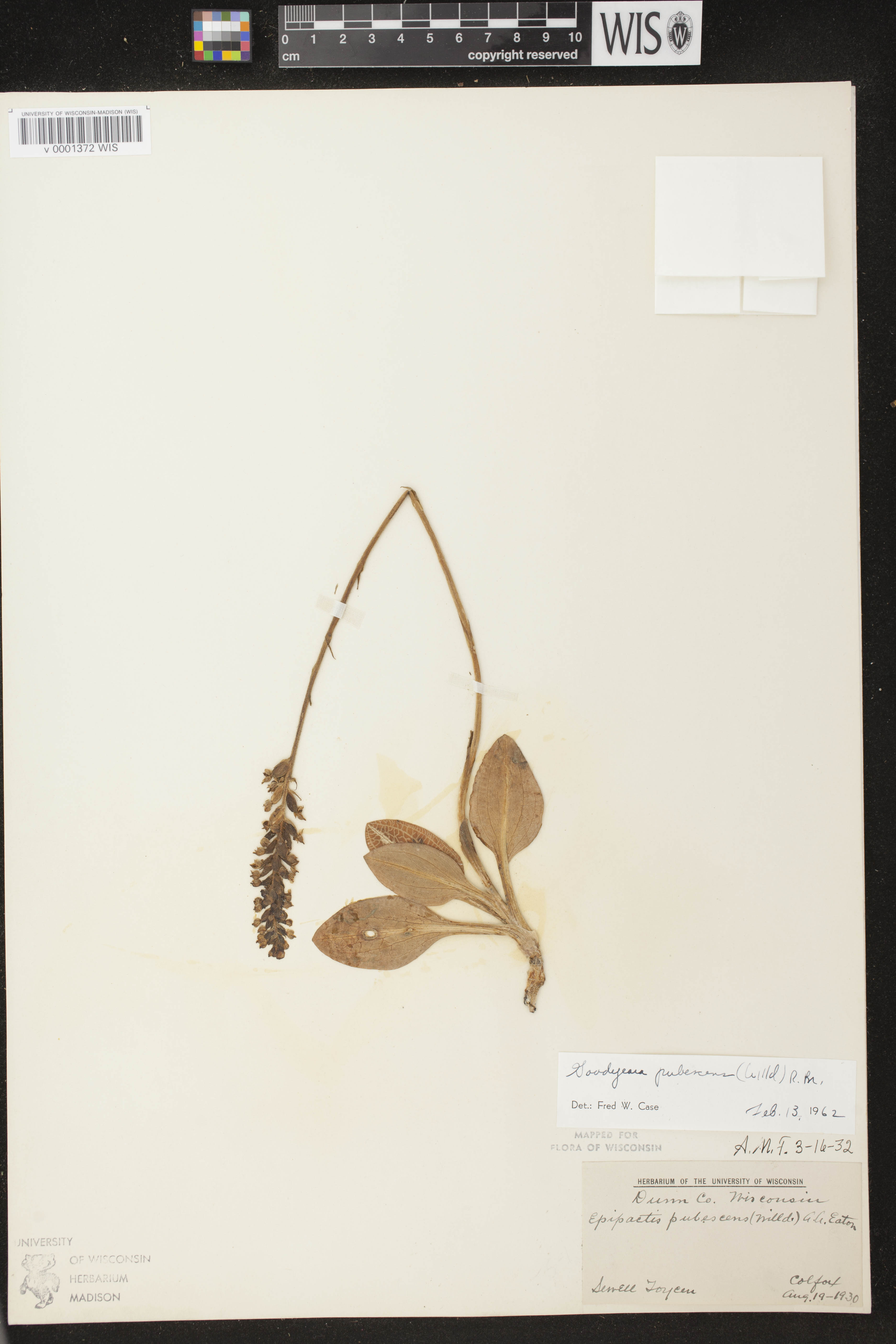 Goodyera pubescens image