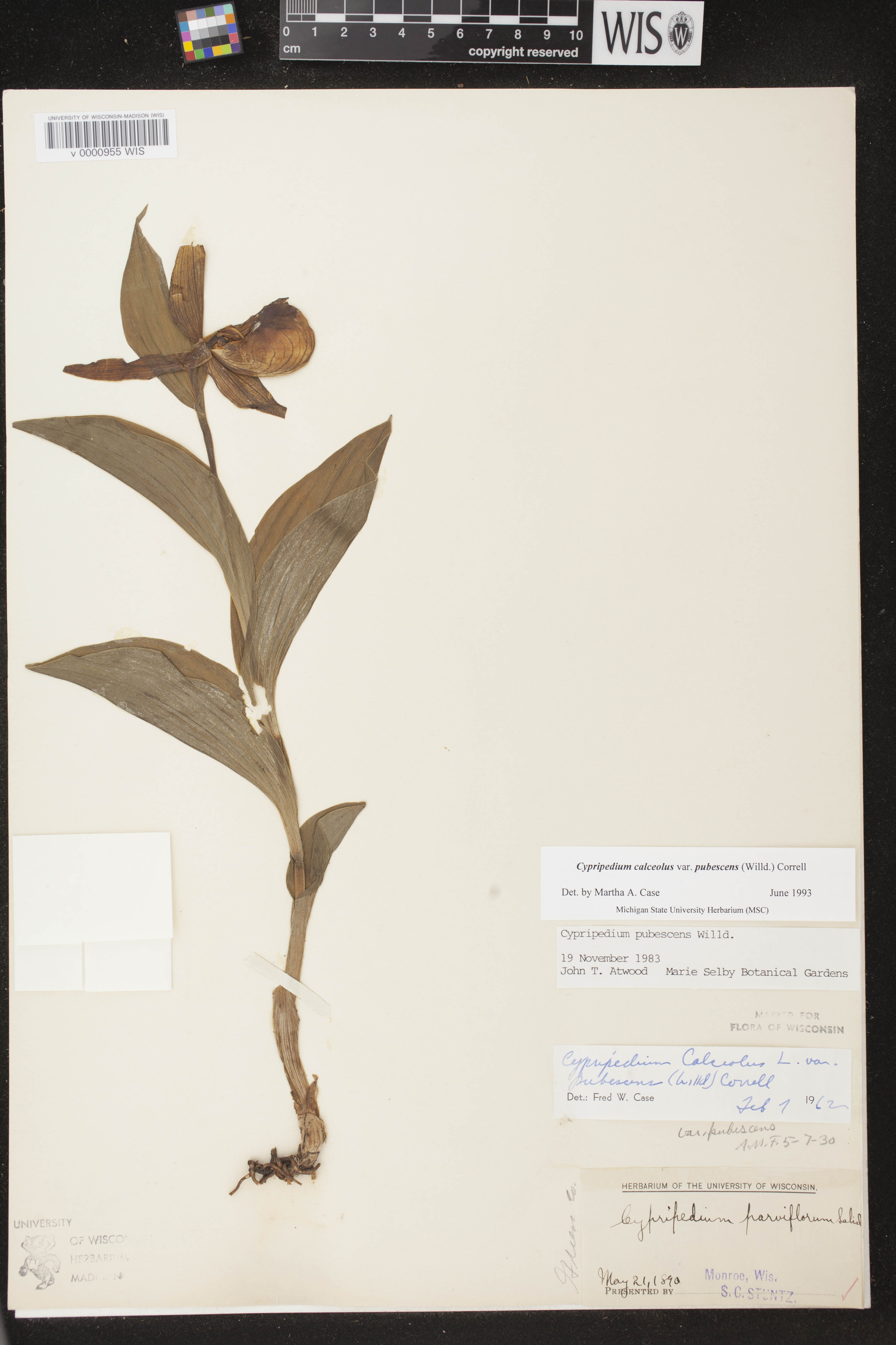 Cypripedium parviflorum image