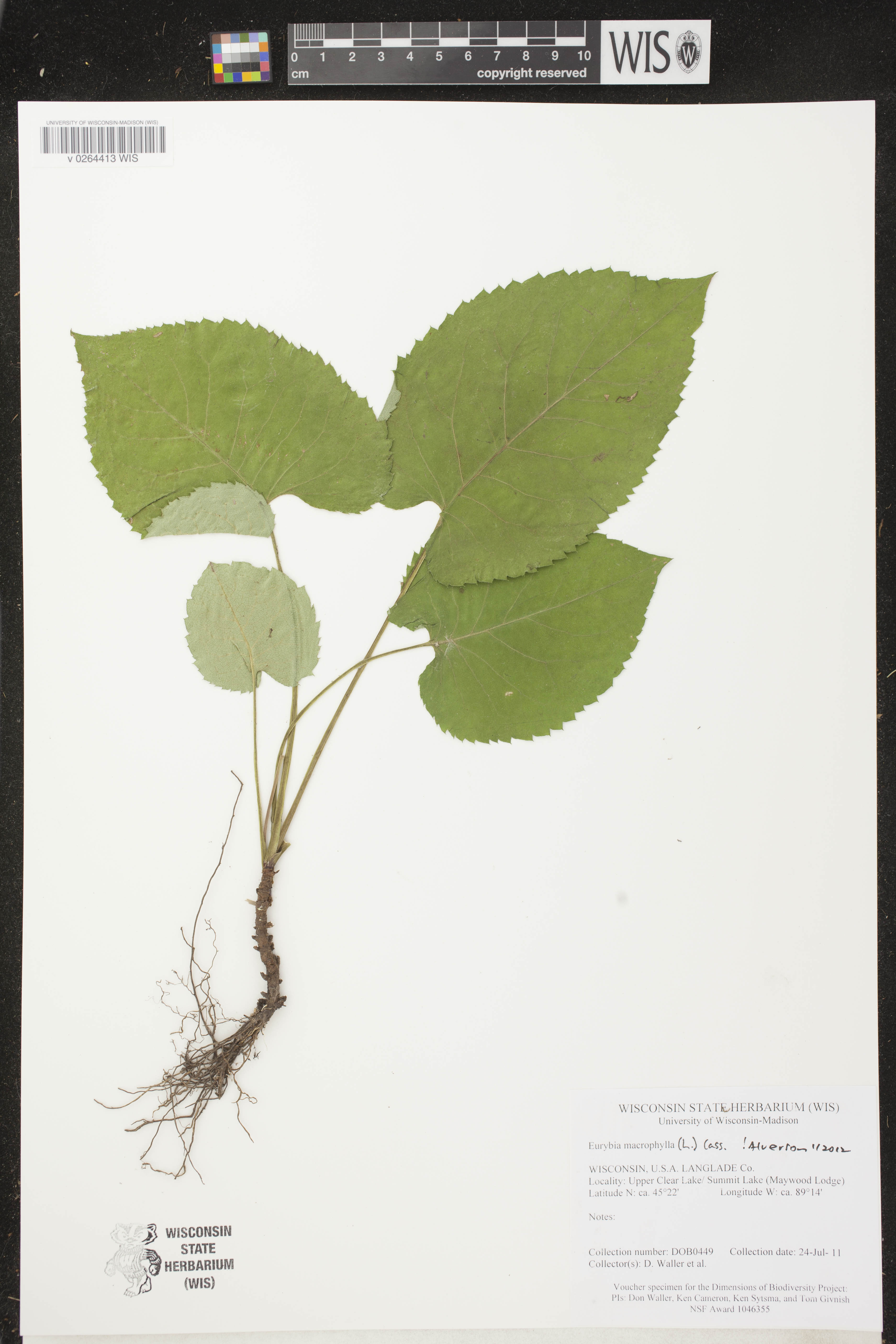 Eurybia macrophylla image