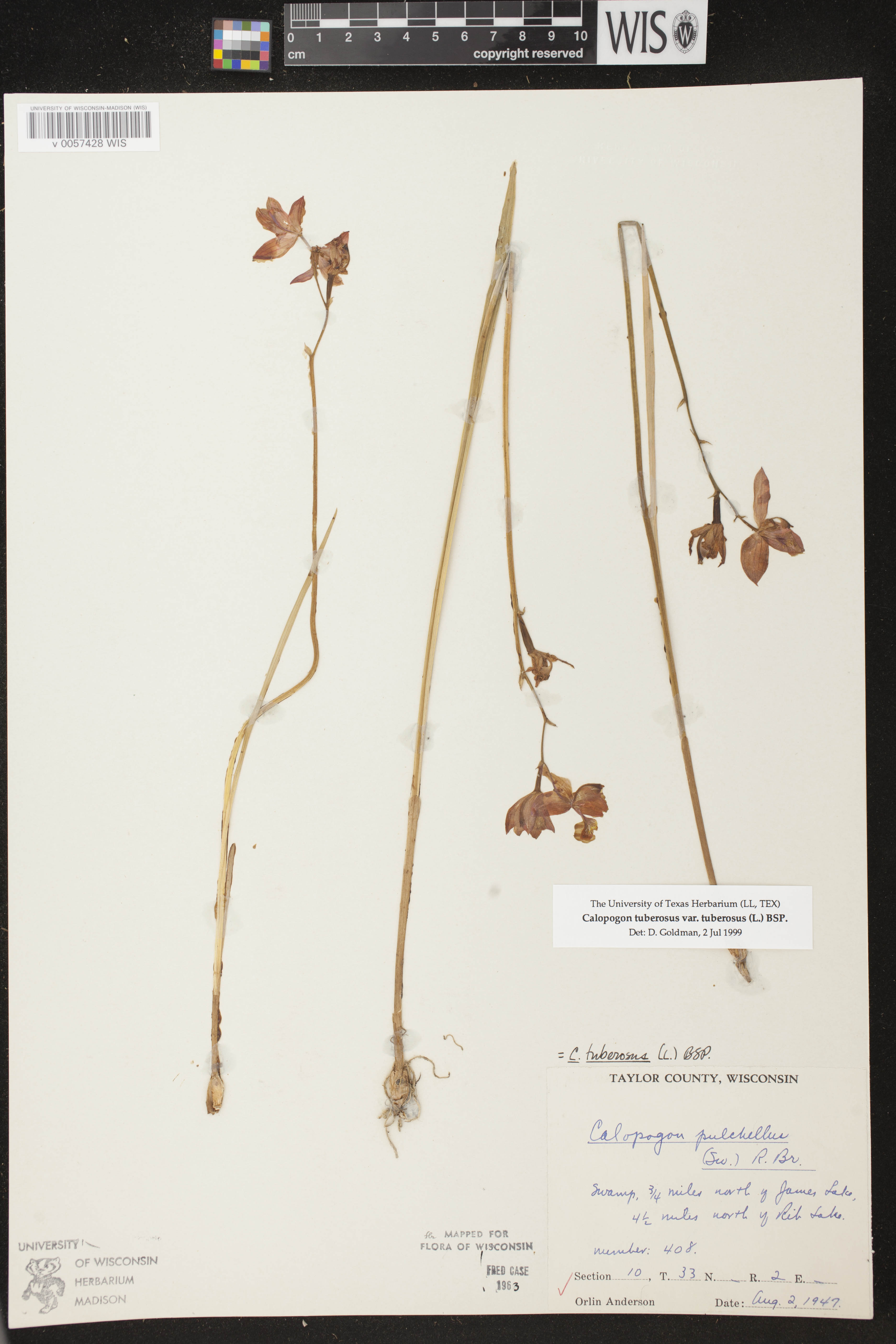 Calopogon tuberosus image