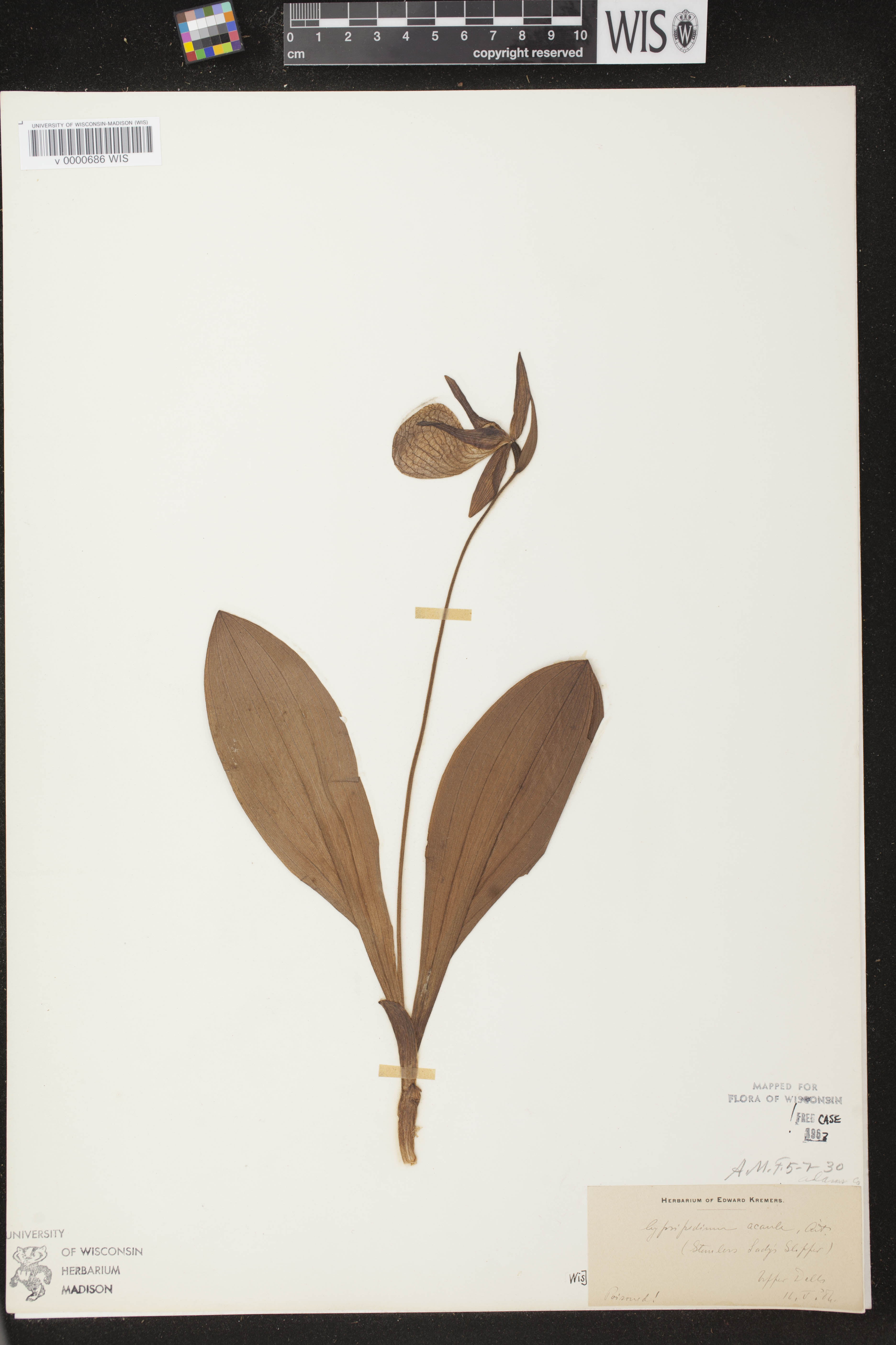 Cypripedium acaule image