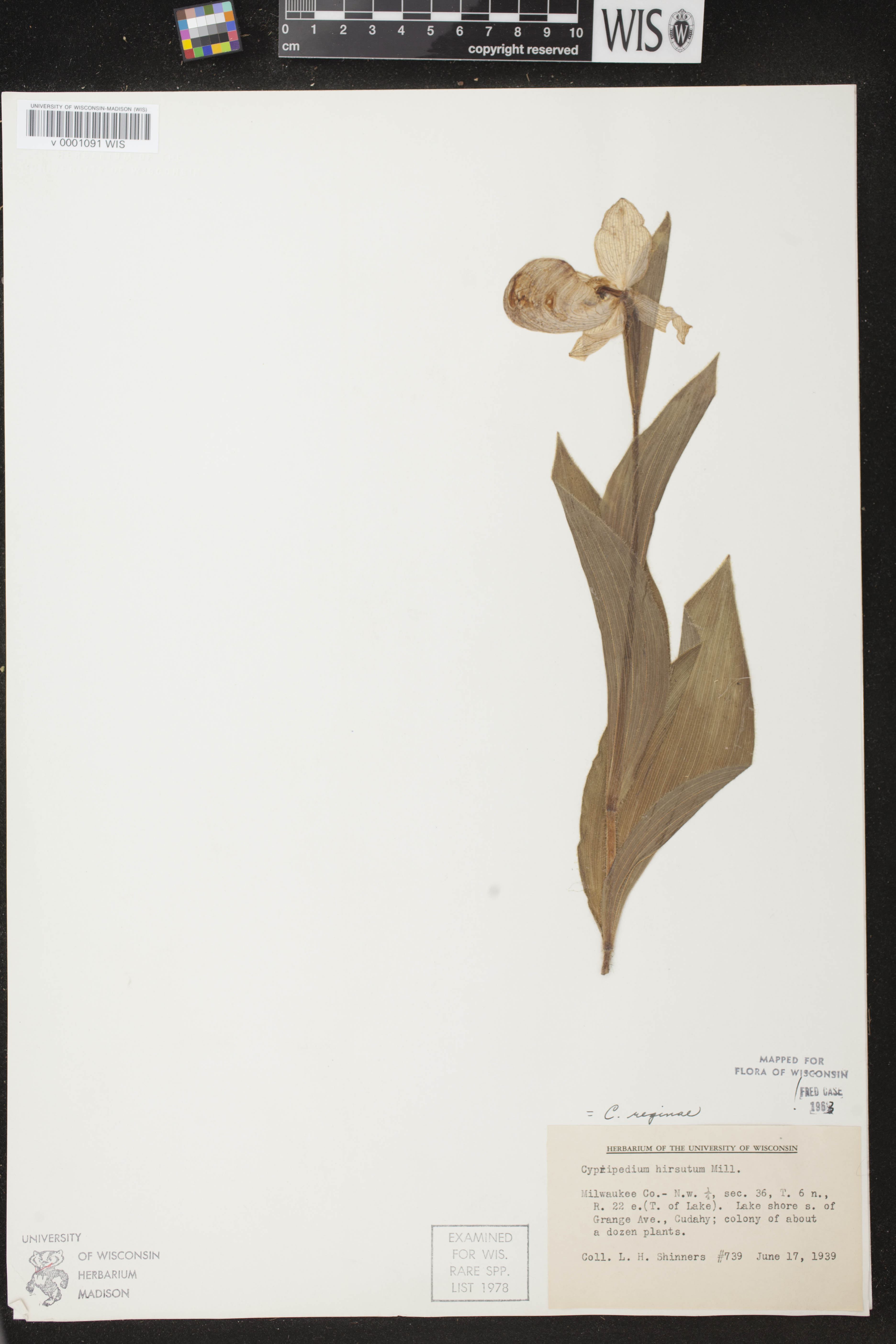 Cypripedium reginae image