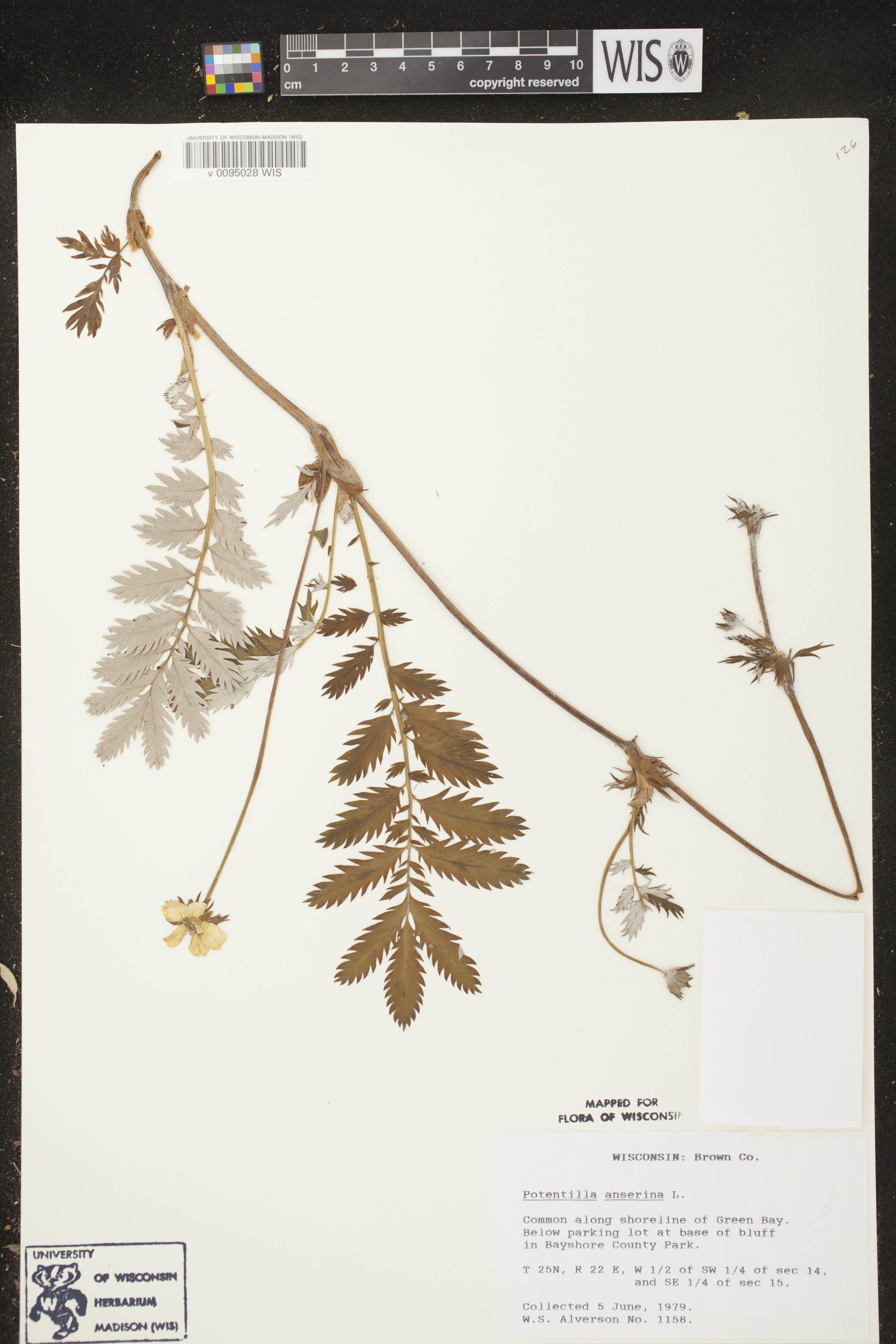 Potentilla anserina subsp. anserina image