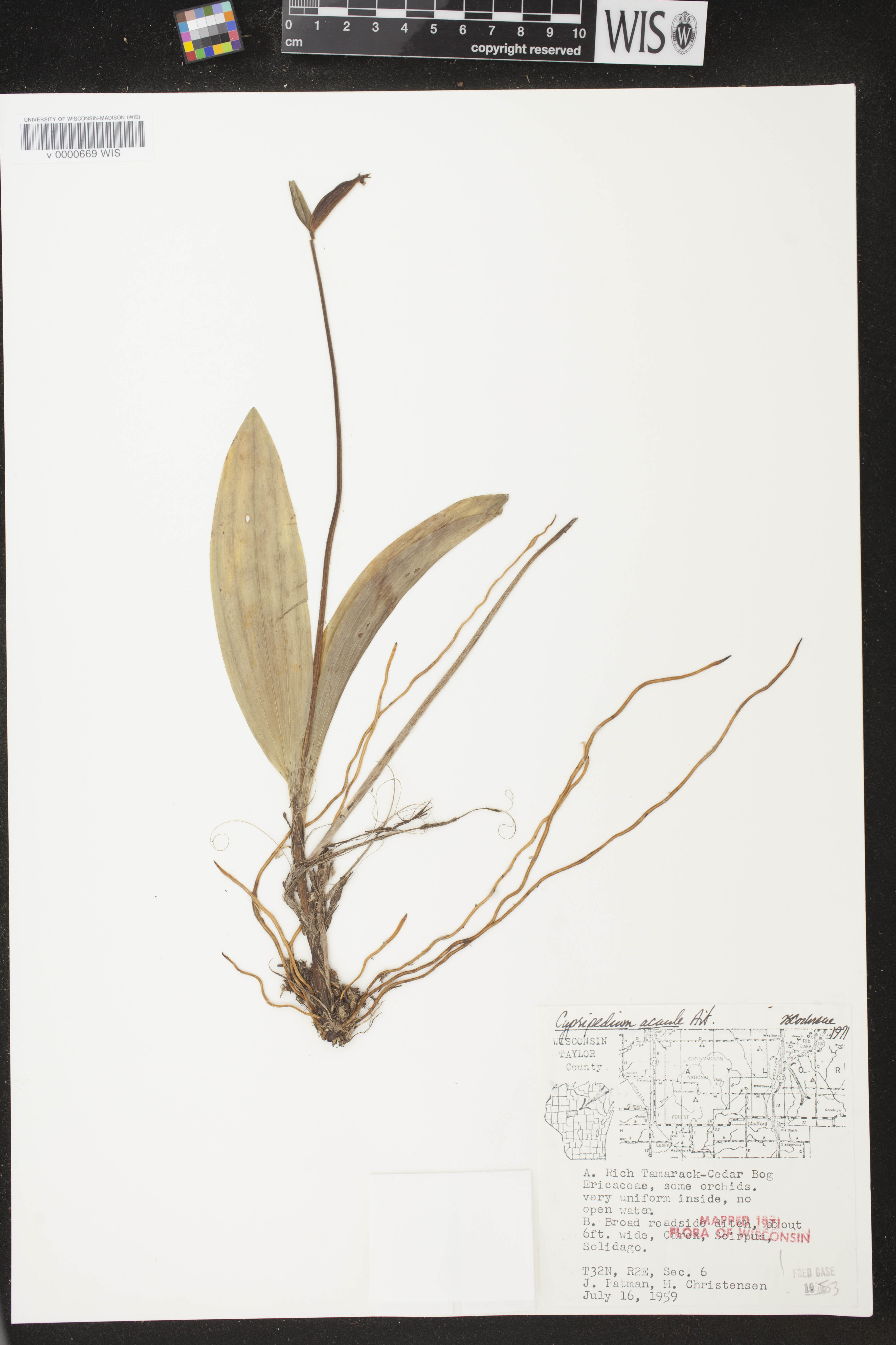Cypripedium acaule image