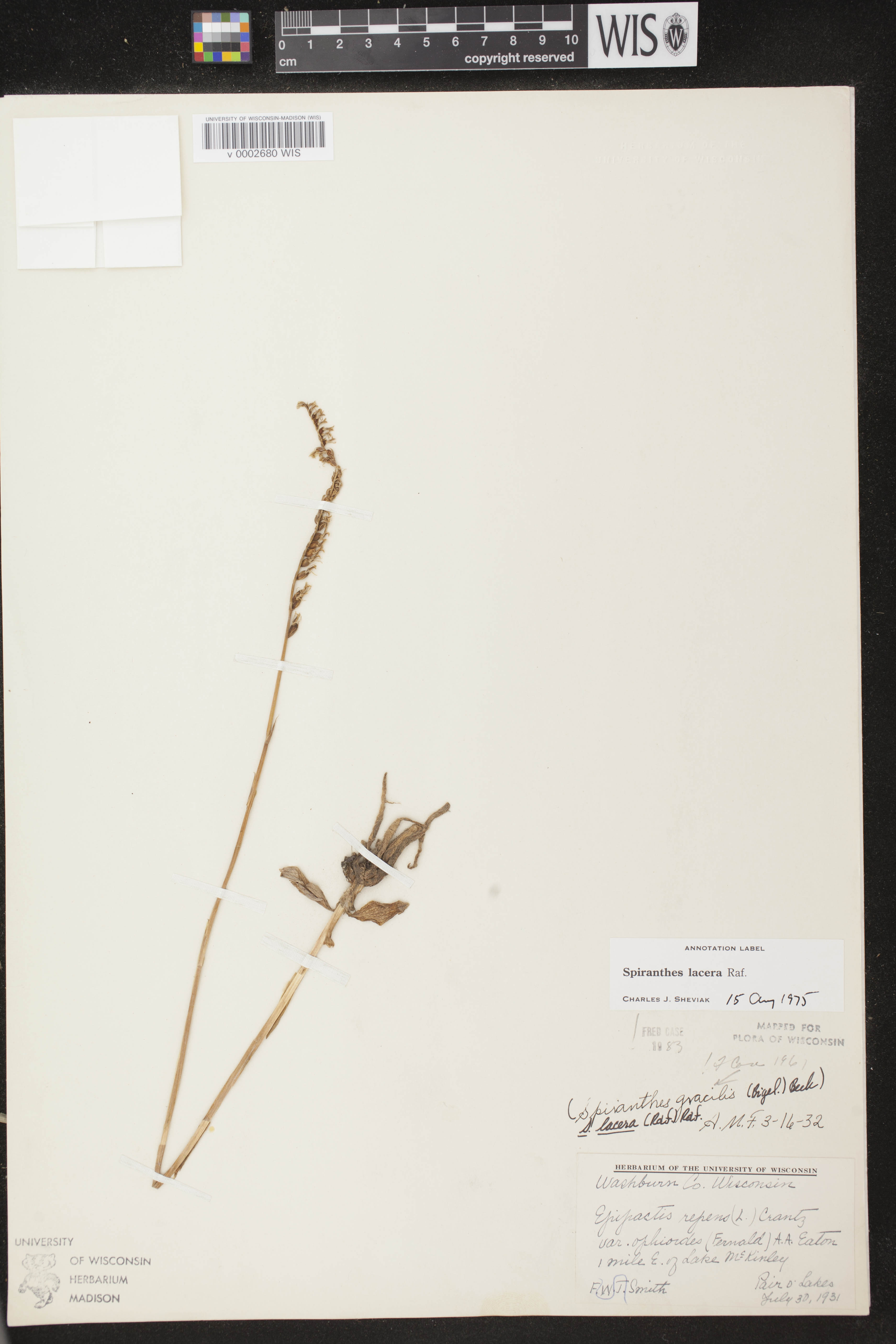 Spiranthes lacera var. lacera image