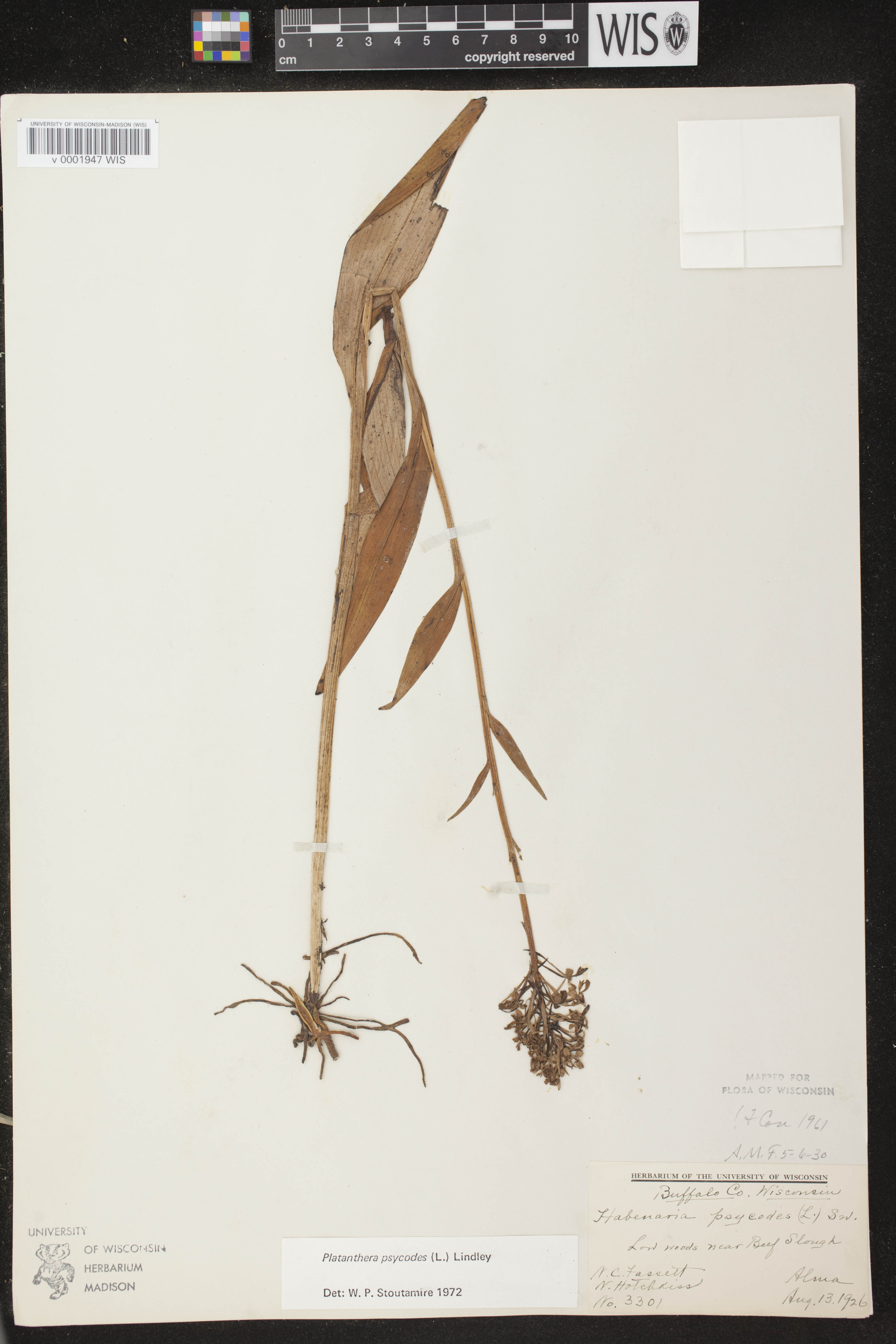 Platanthera psycodes image