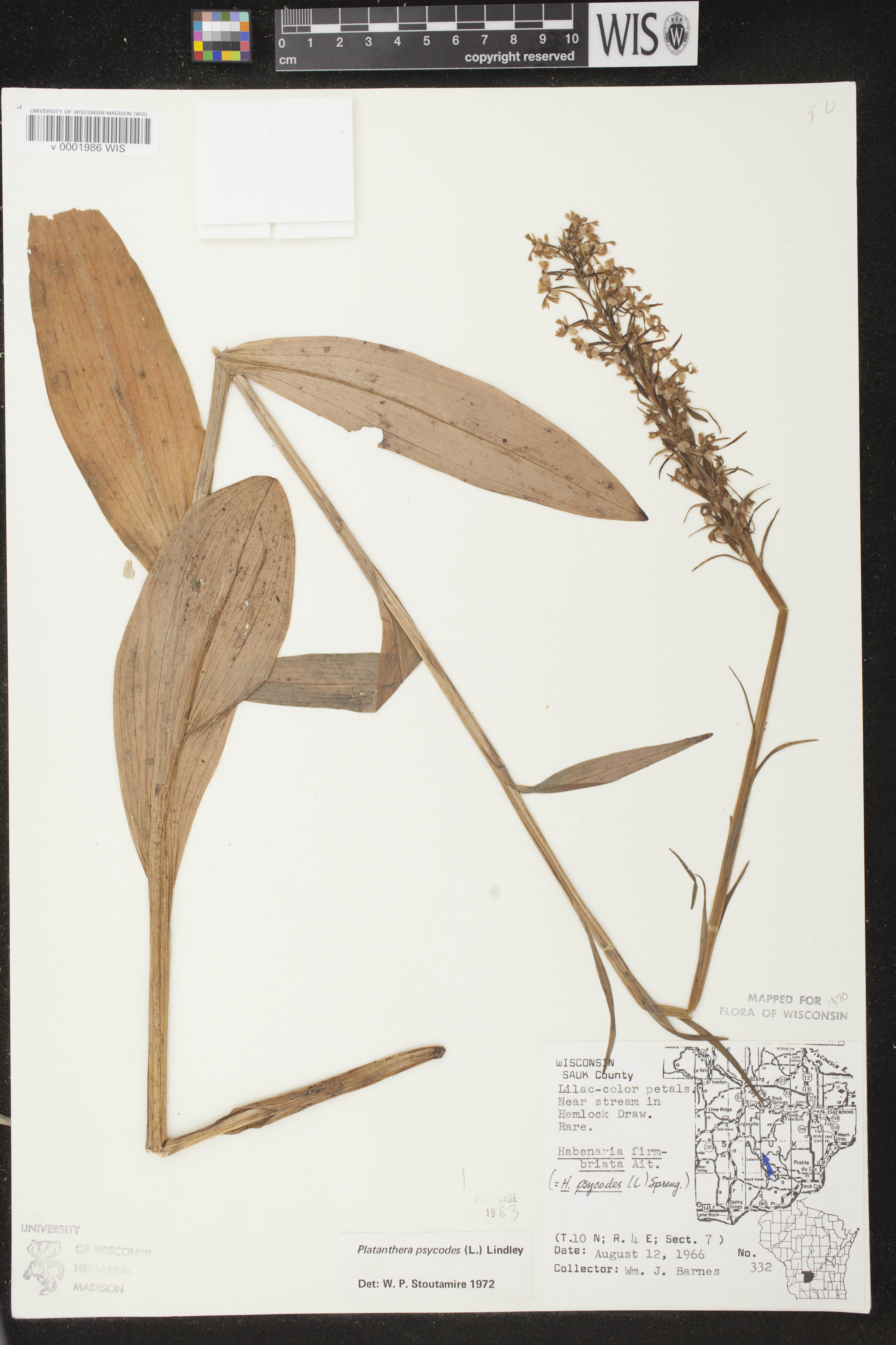 Platanthera psycodes image