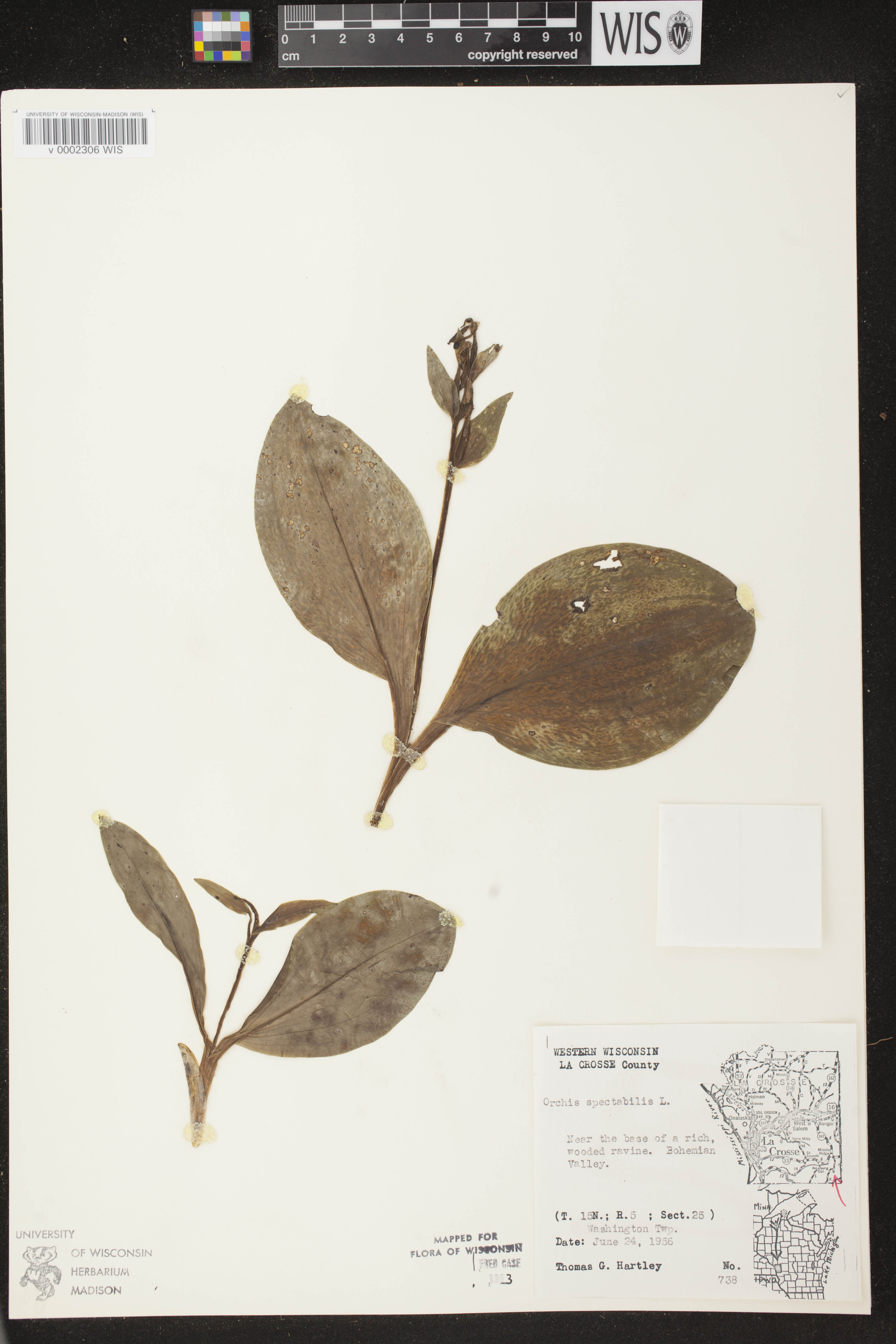 Galearis spectabilis image