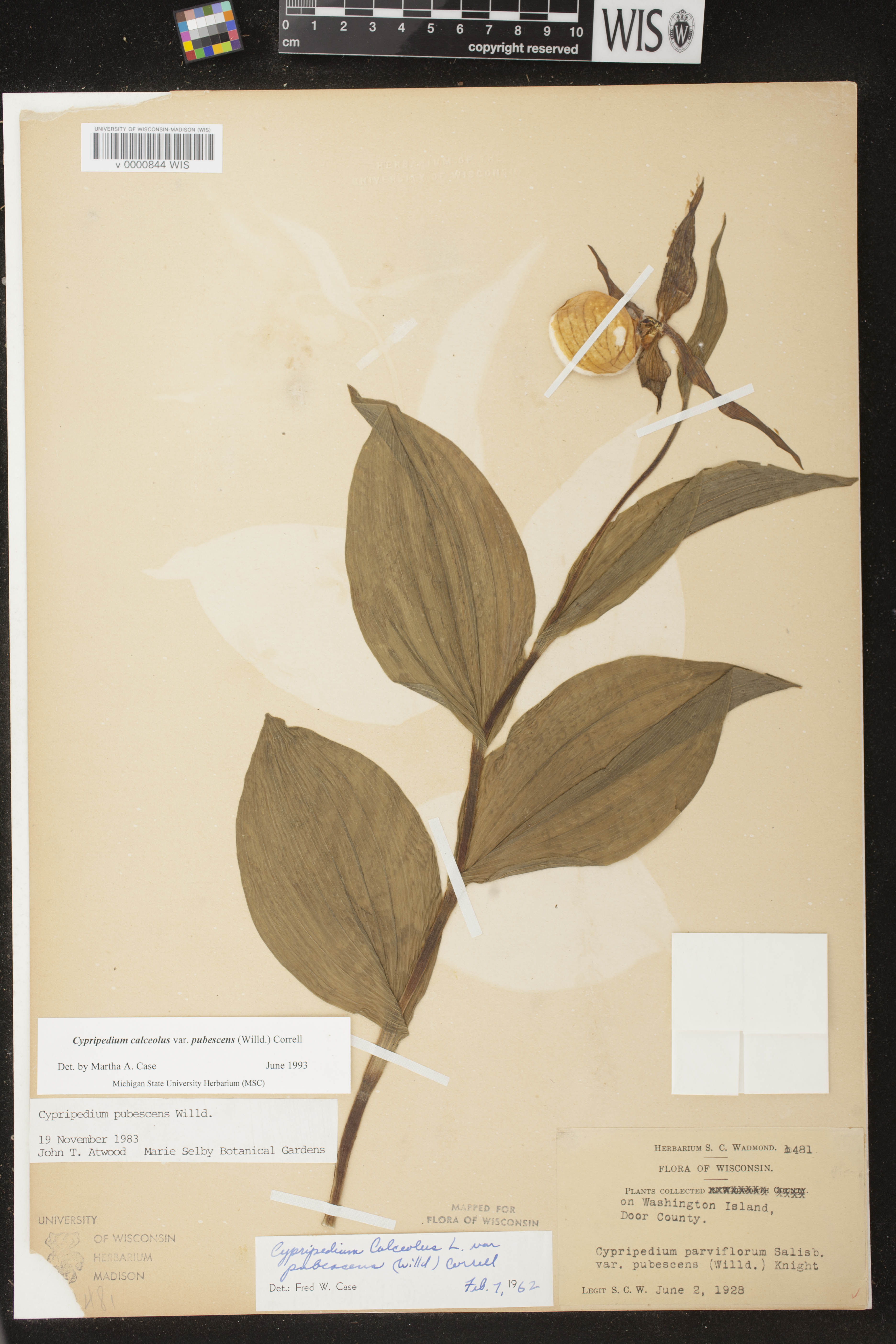 Cypripedium parviflorum var. pubescens image
