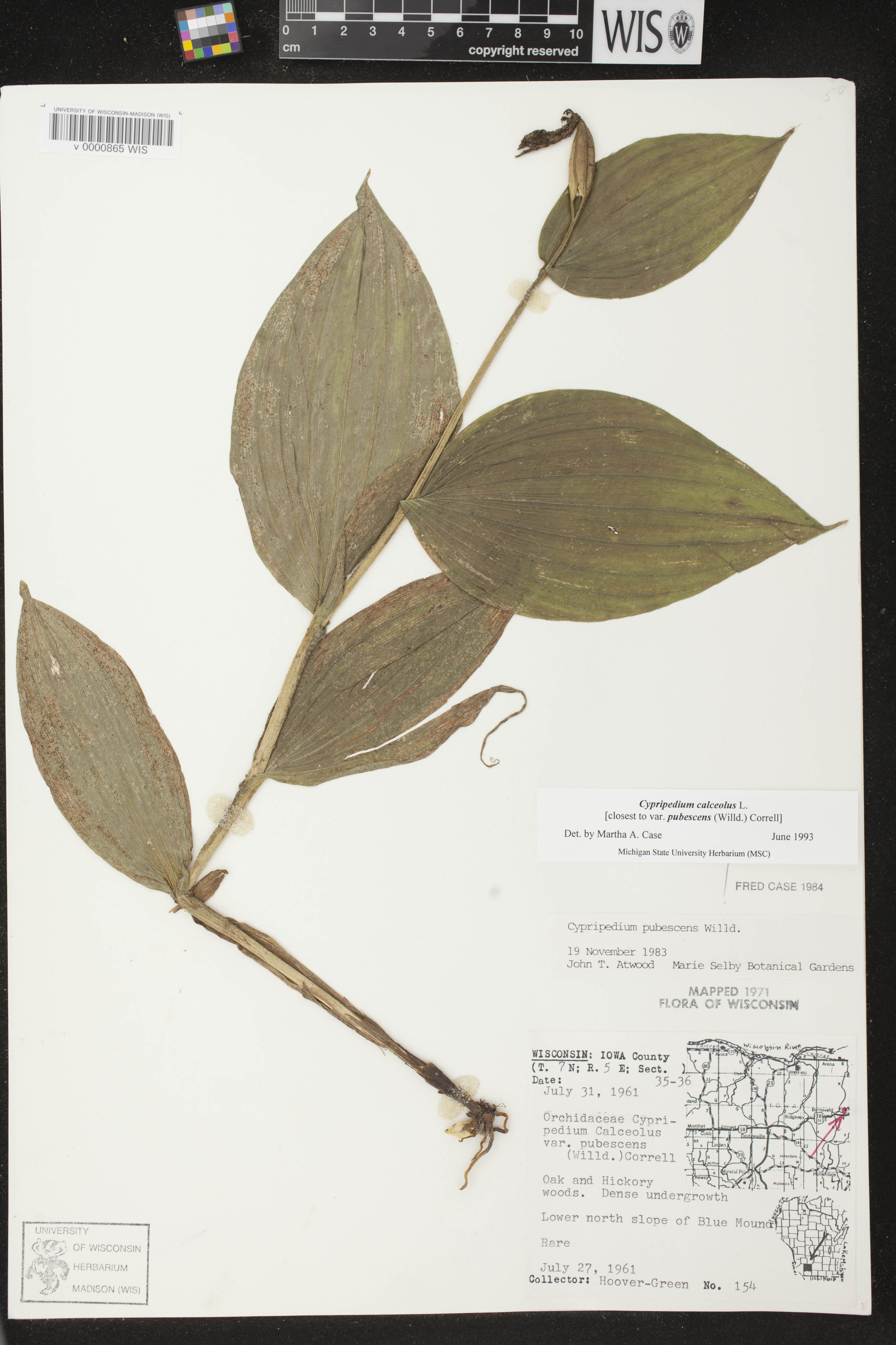 Cypripedium parviflorum image