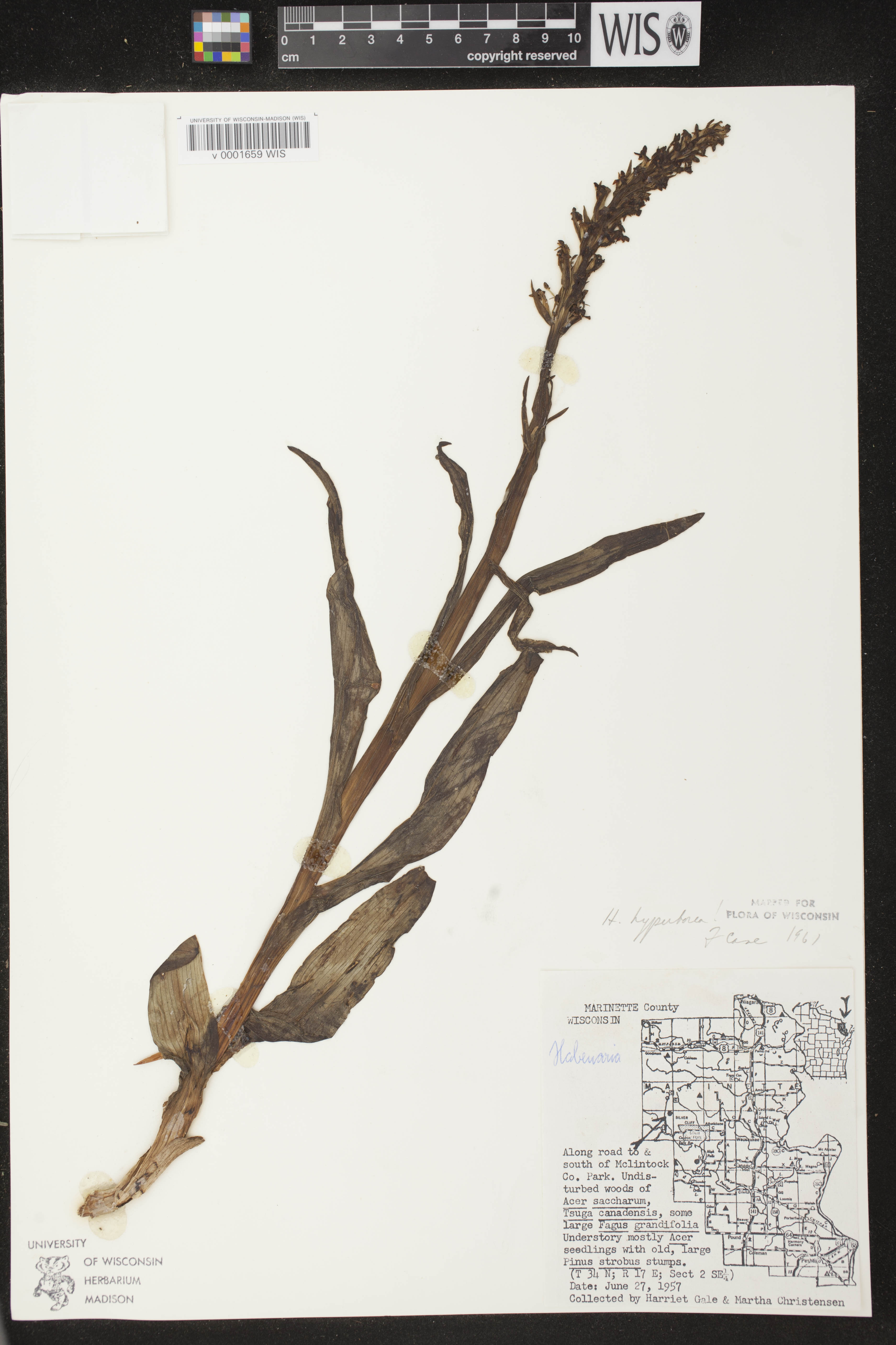 Platanthera huronensis image