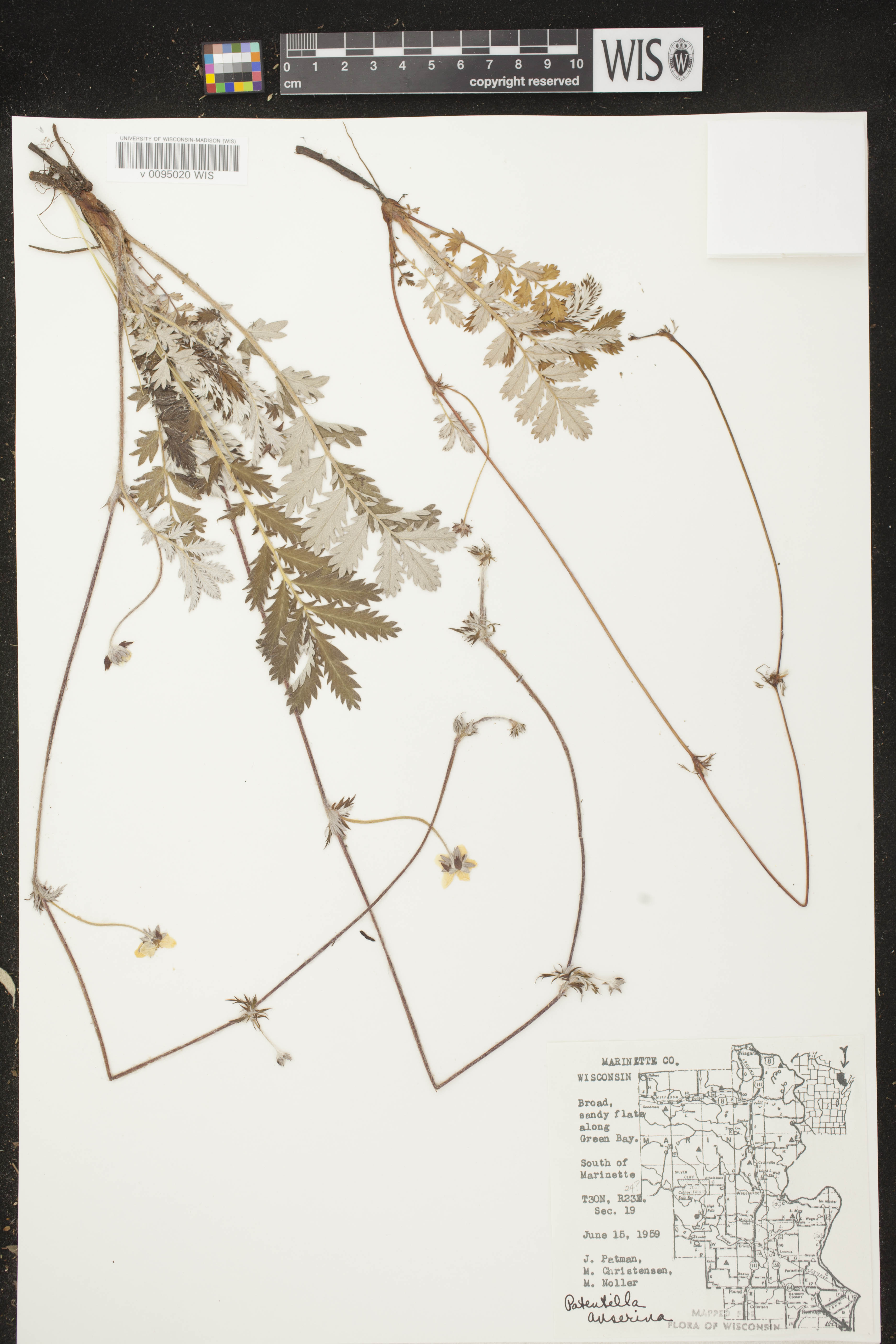 Potentilla anserina subsp. anserina image