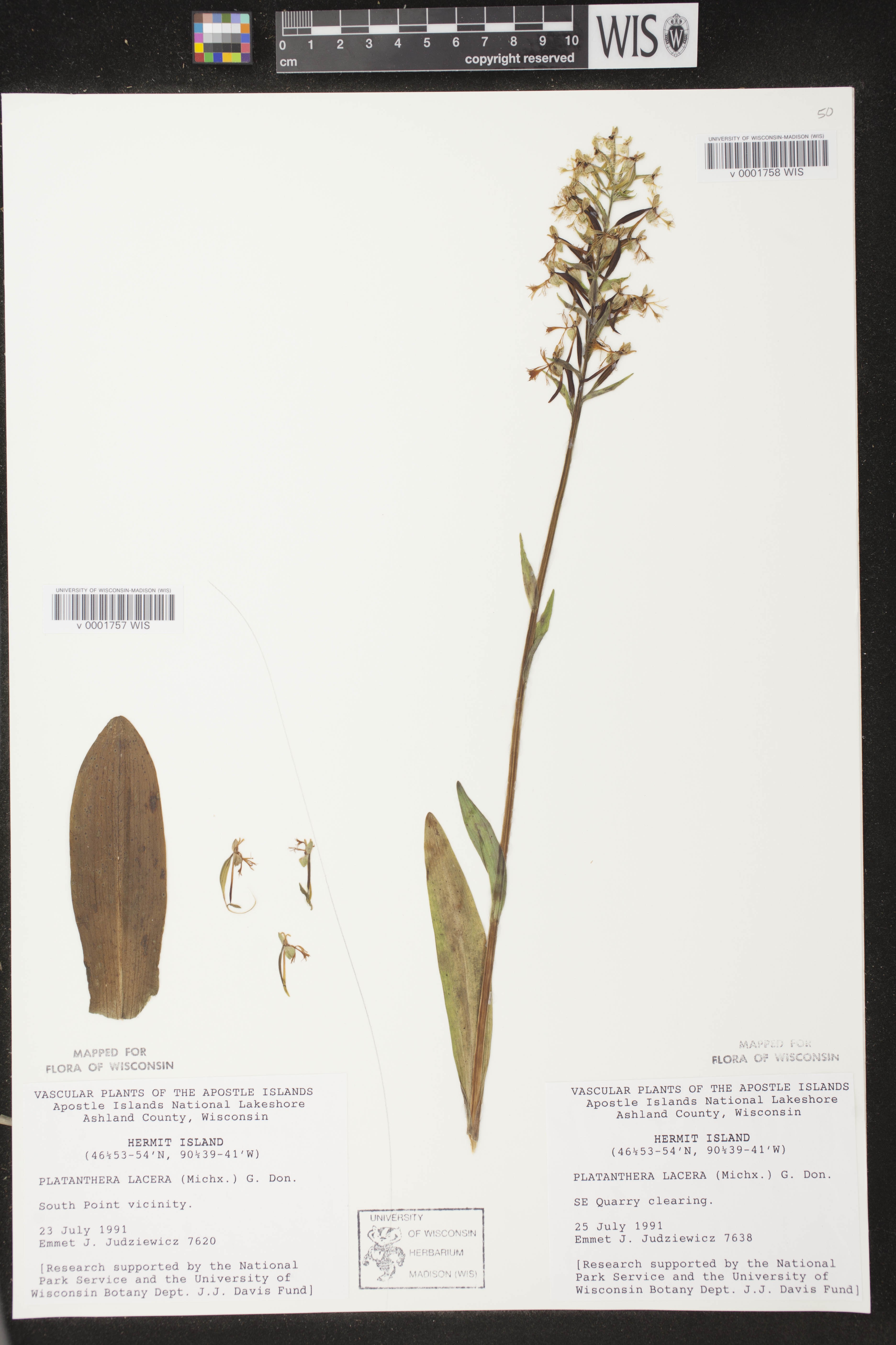 Platanthera lacera image
