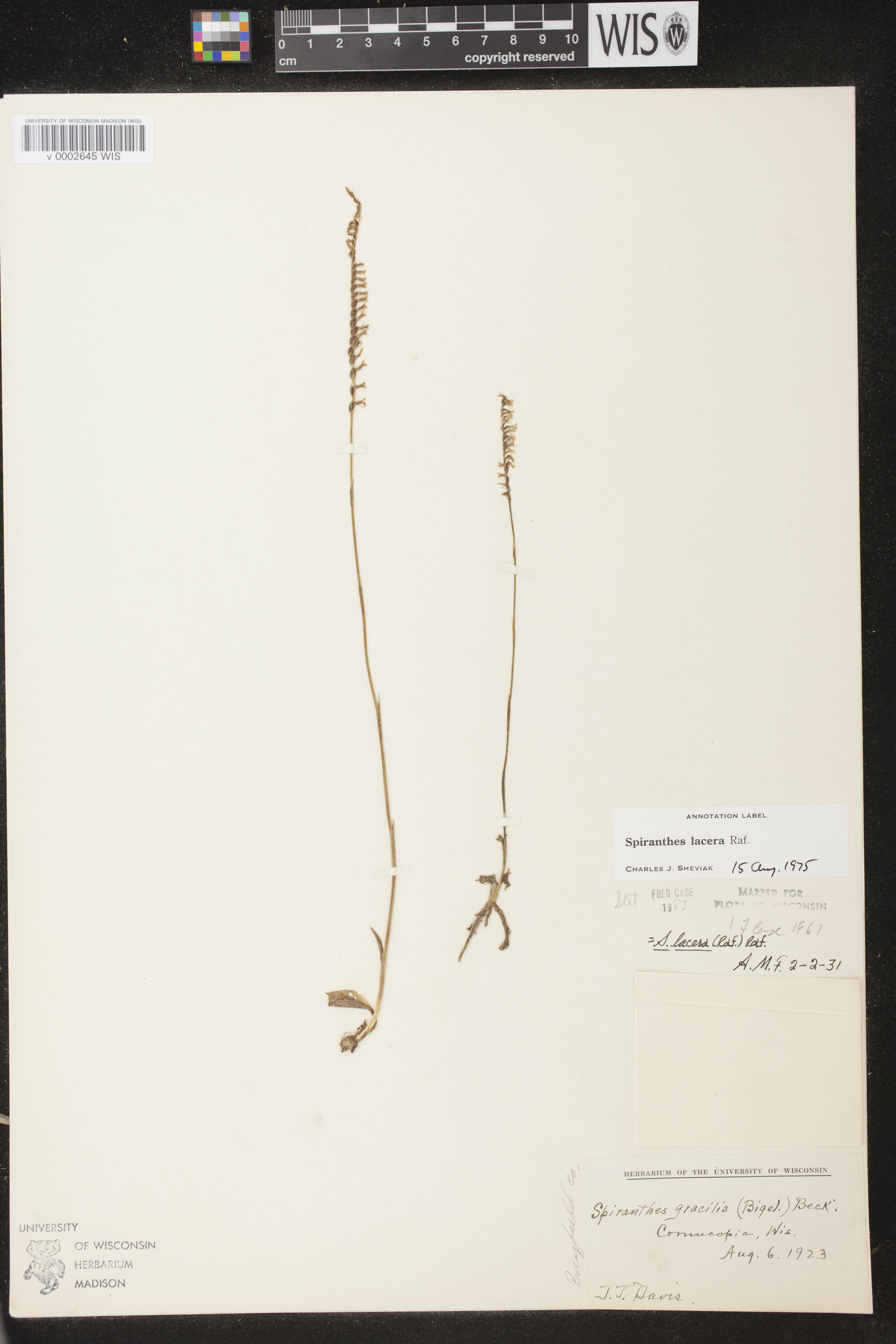 Spiranthes lacera var. lacera image