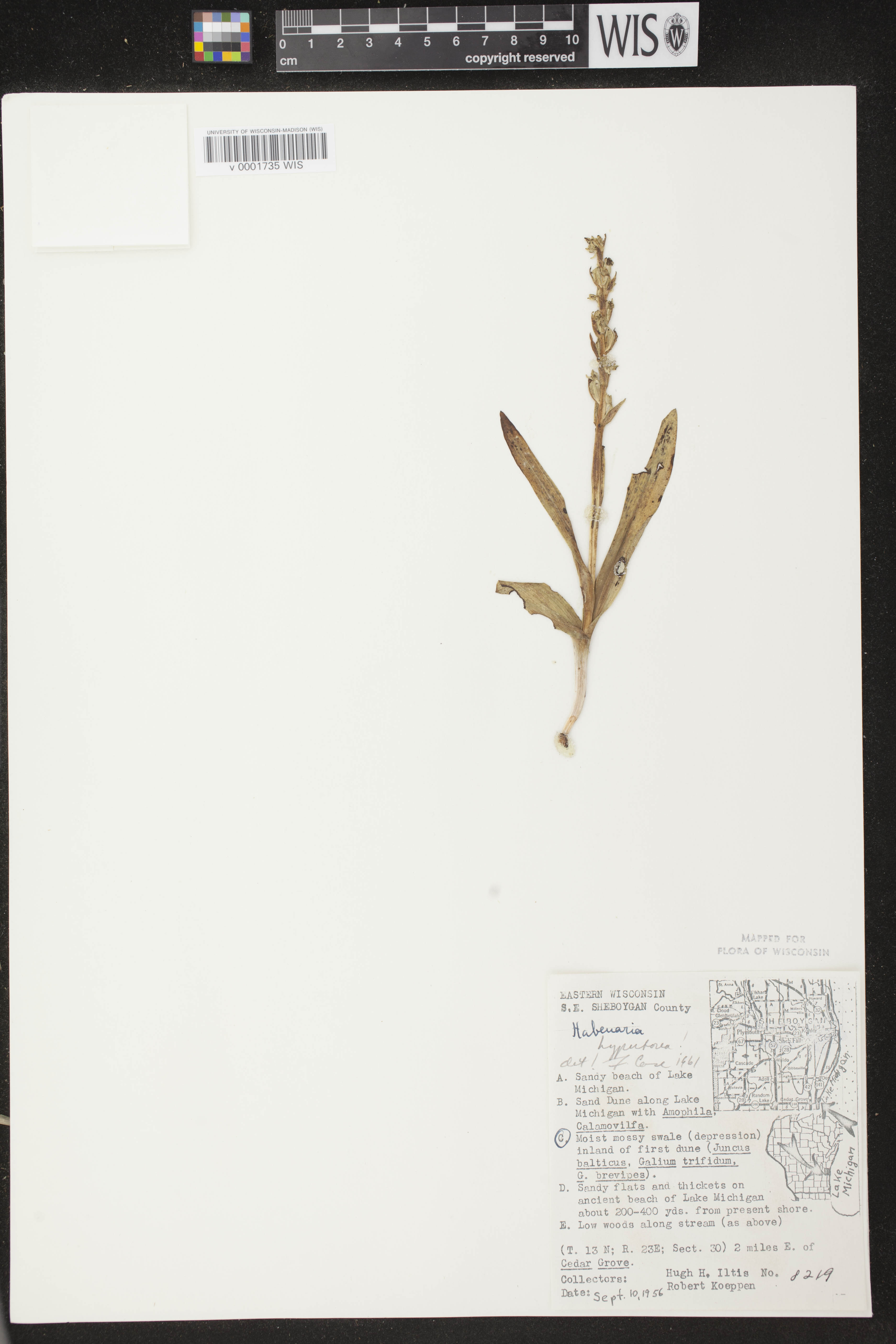Platanthera huronensis image