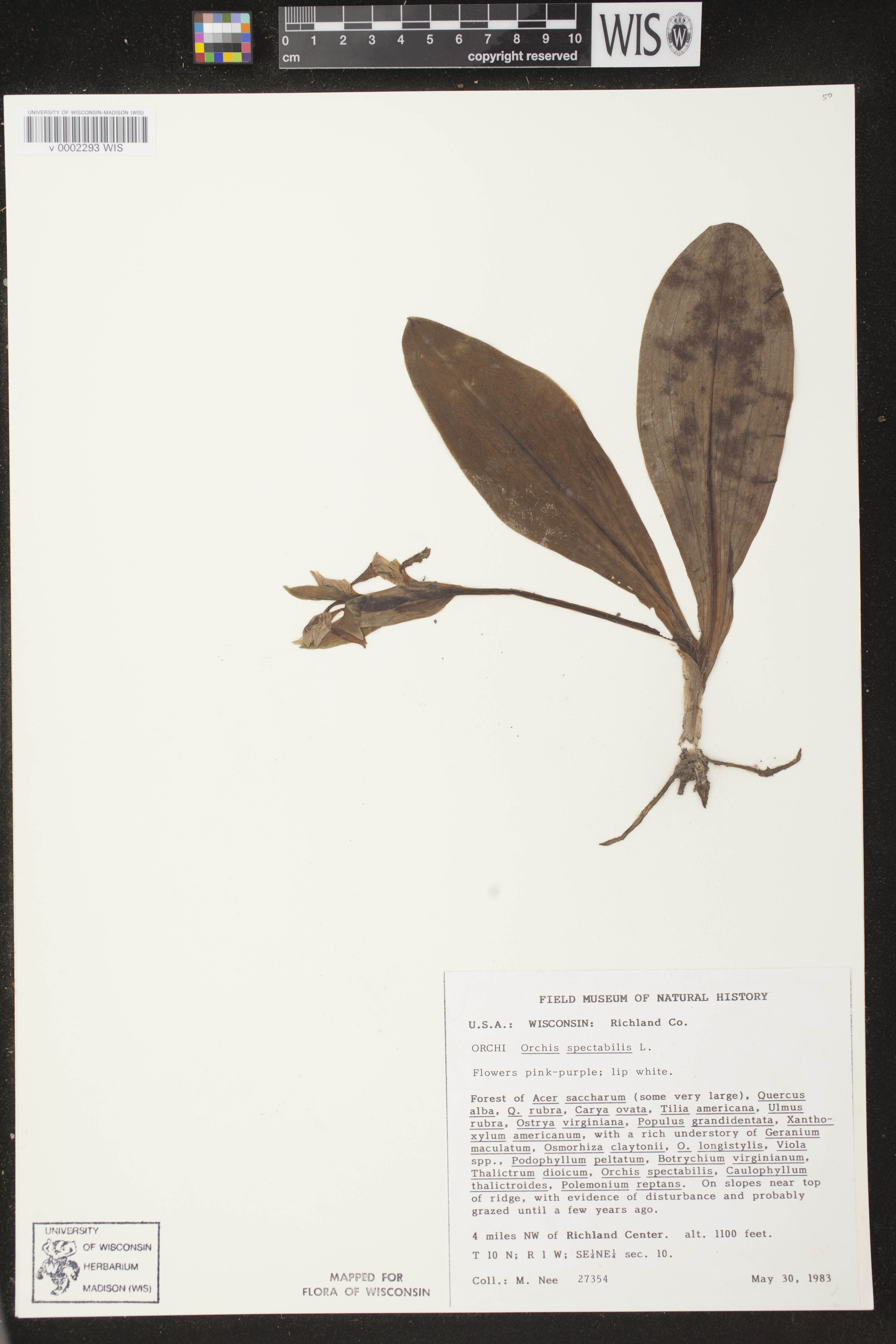 Galearis spectabilis image
