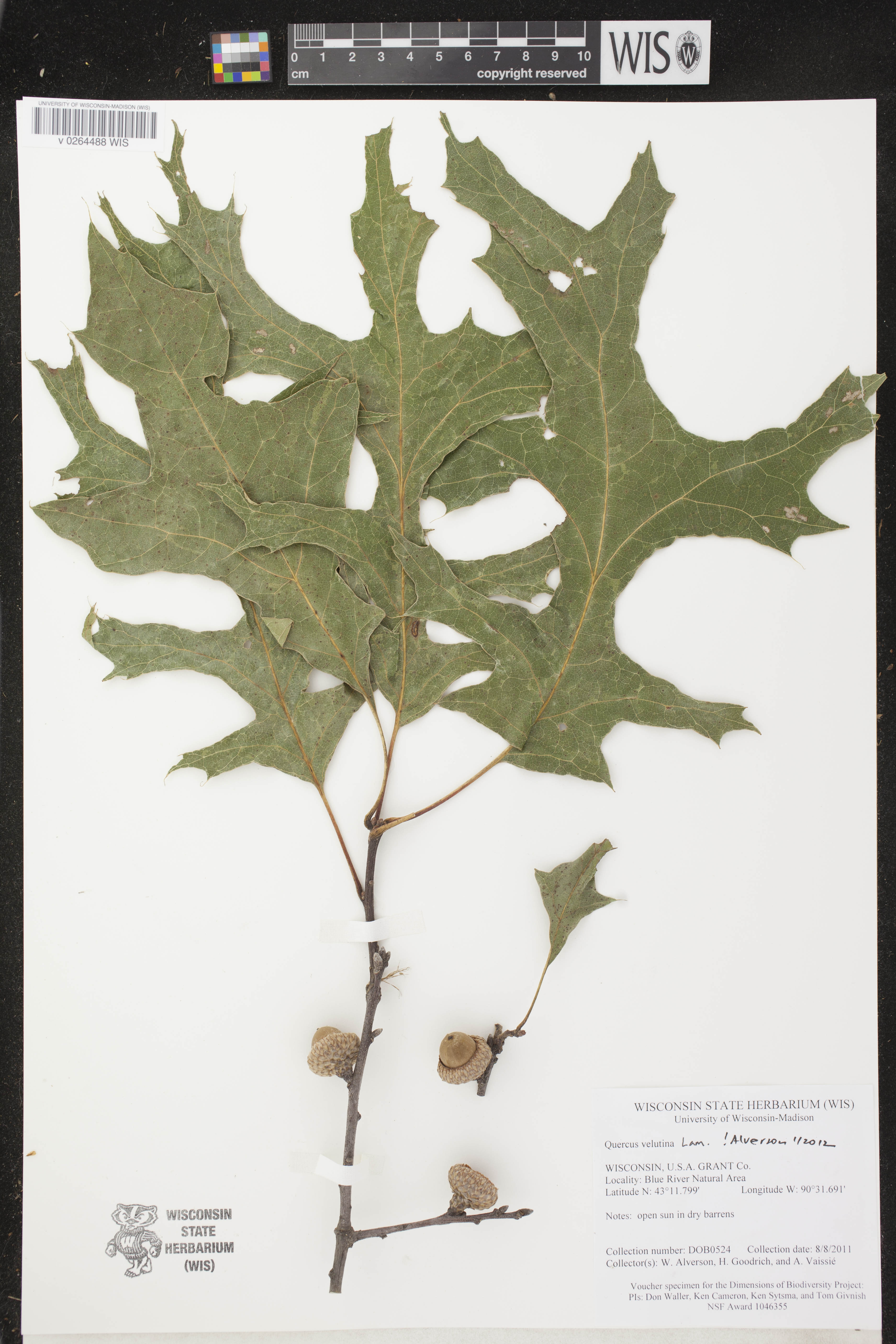 Quercus velutina image
