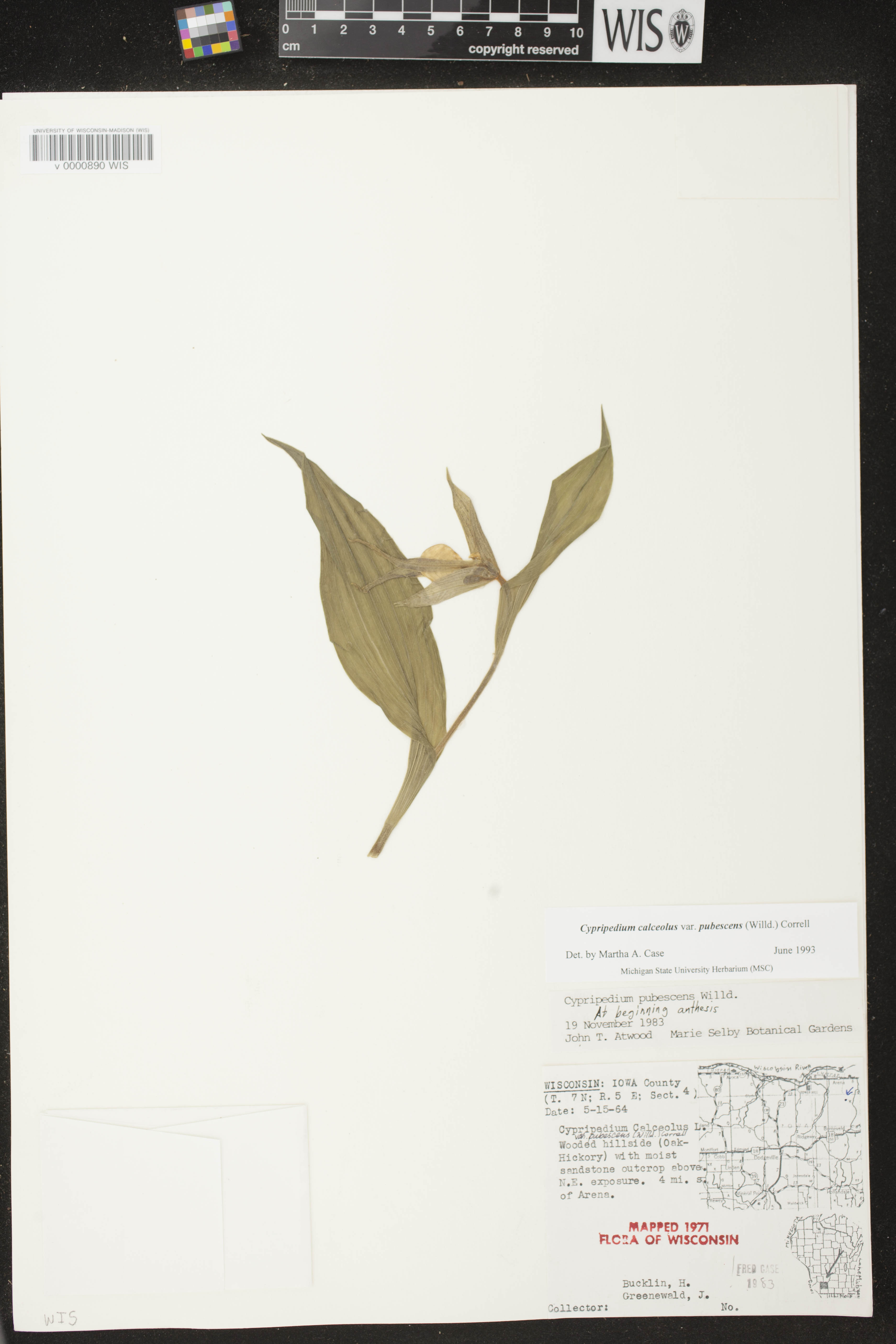Cypripedium parviflorum image