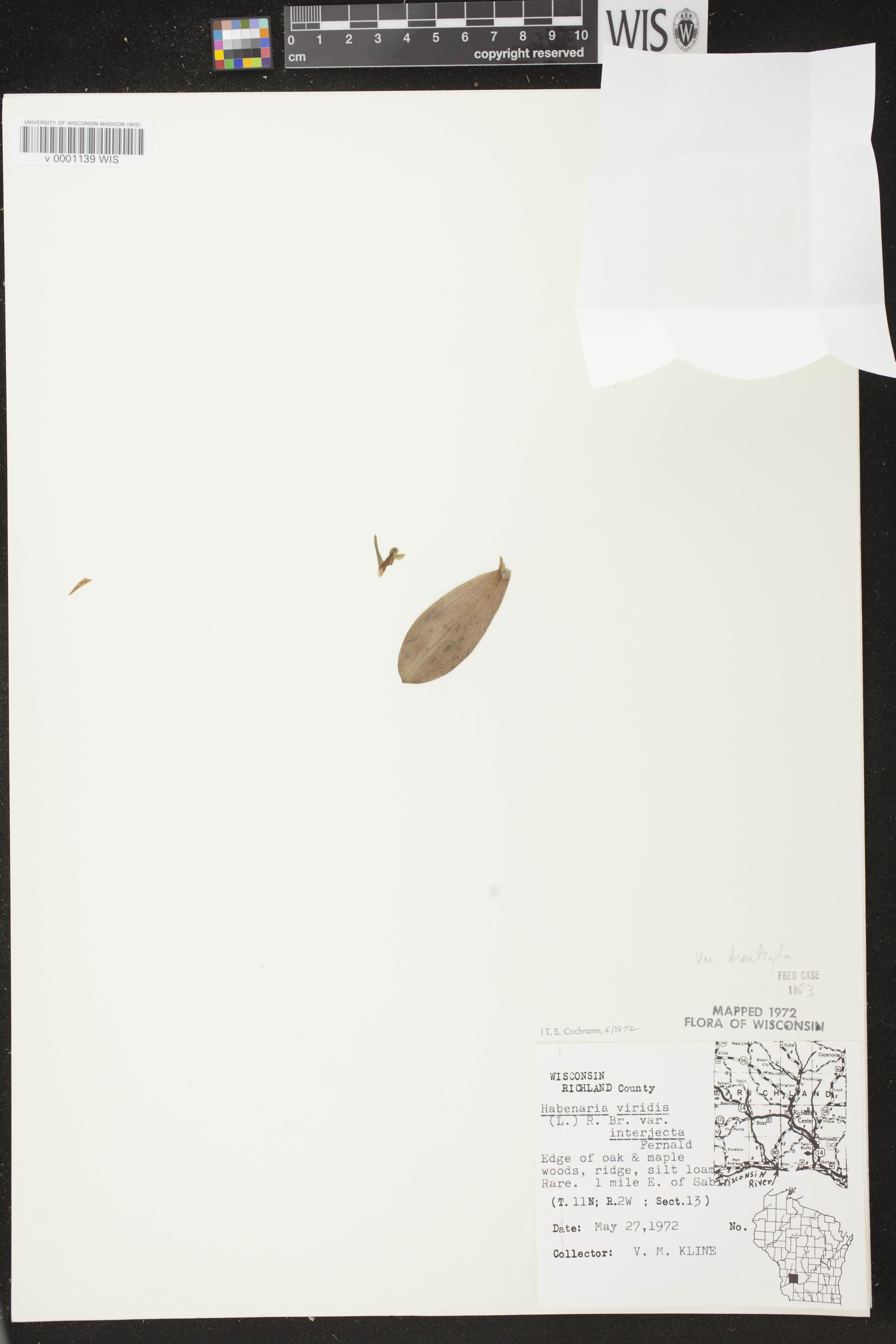 Coeloglossum viride var. virescens image