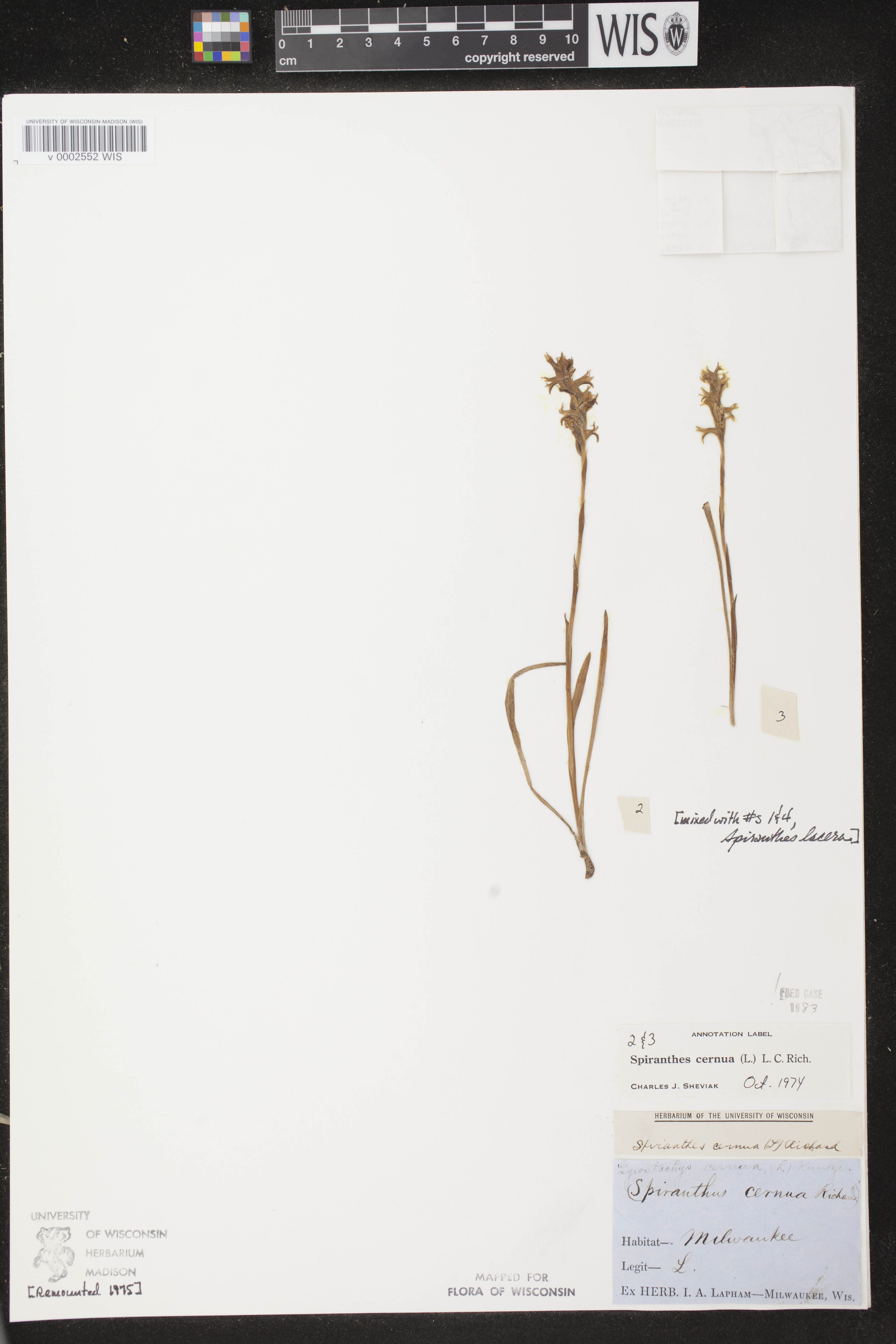 Spiranthes cernua image