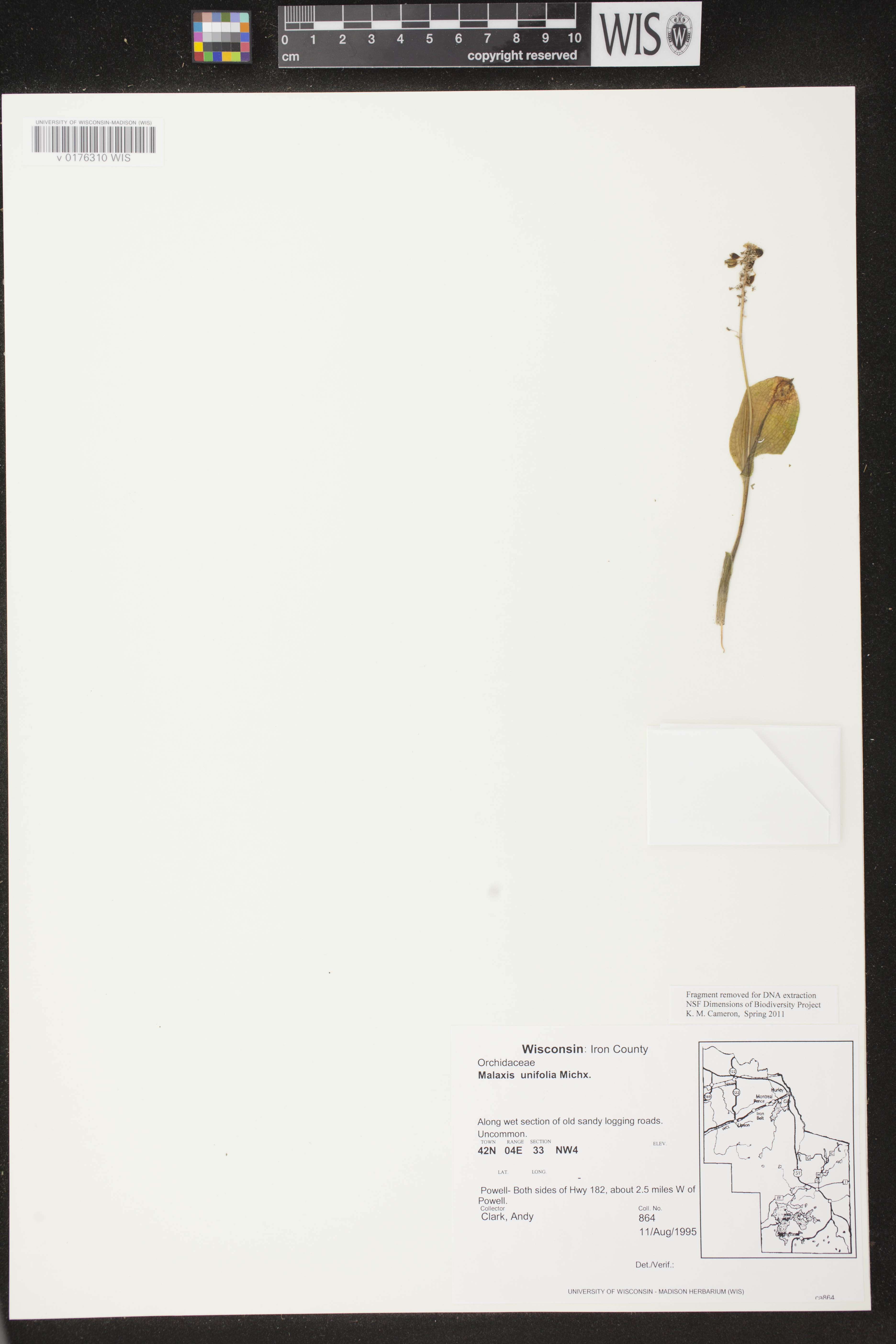 Malaxis unifolia image