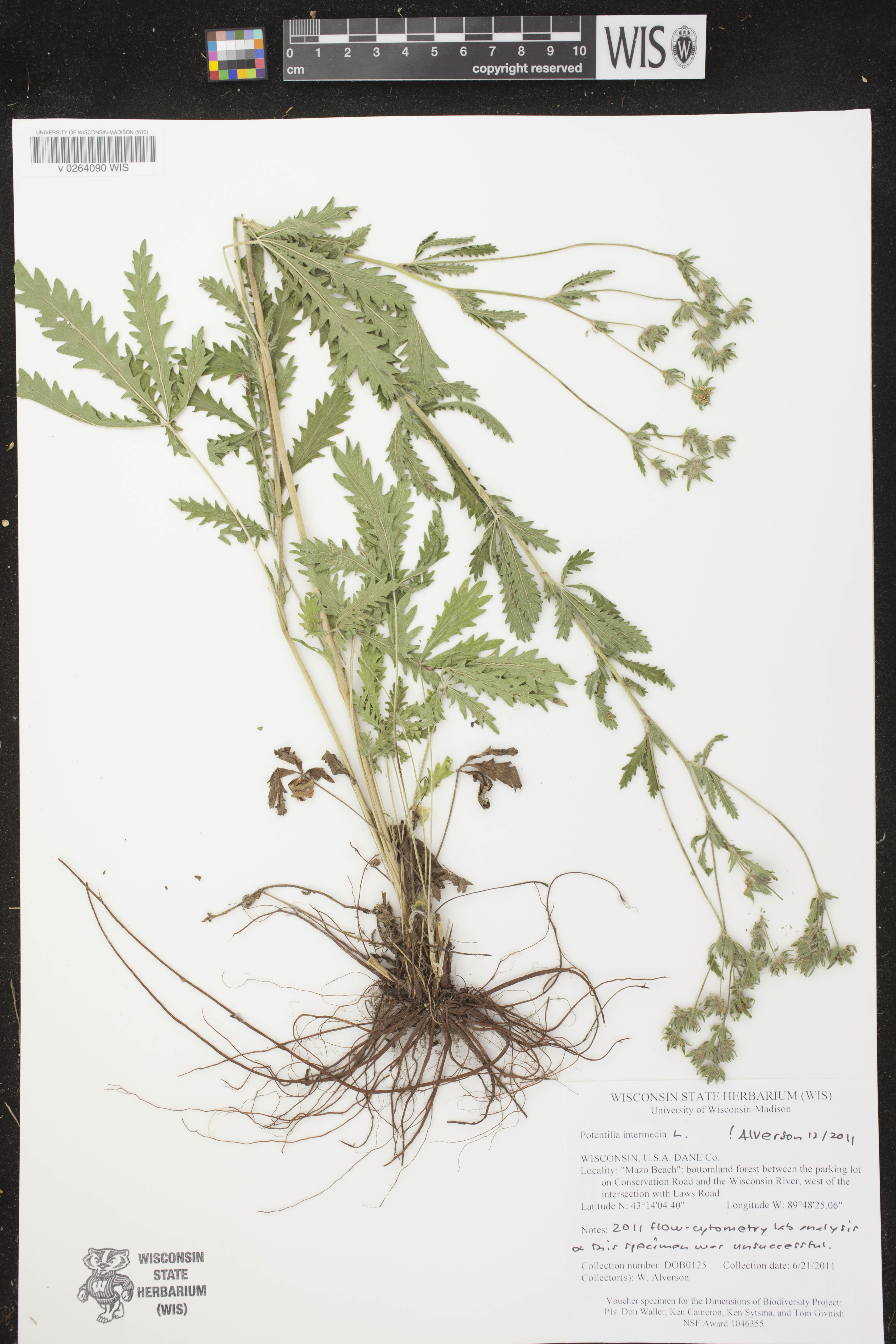 Potentilla recta image