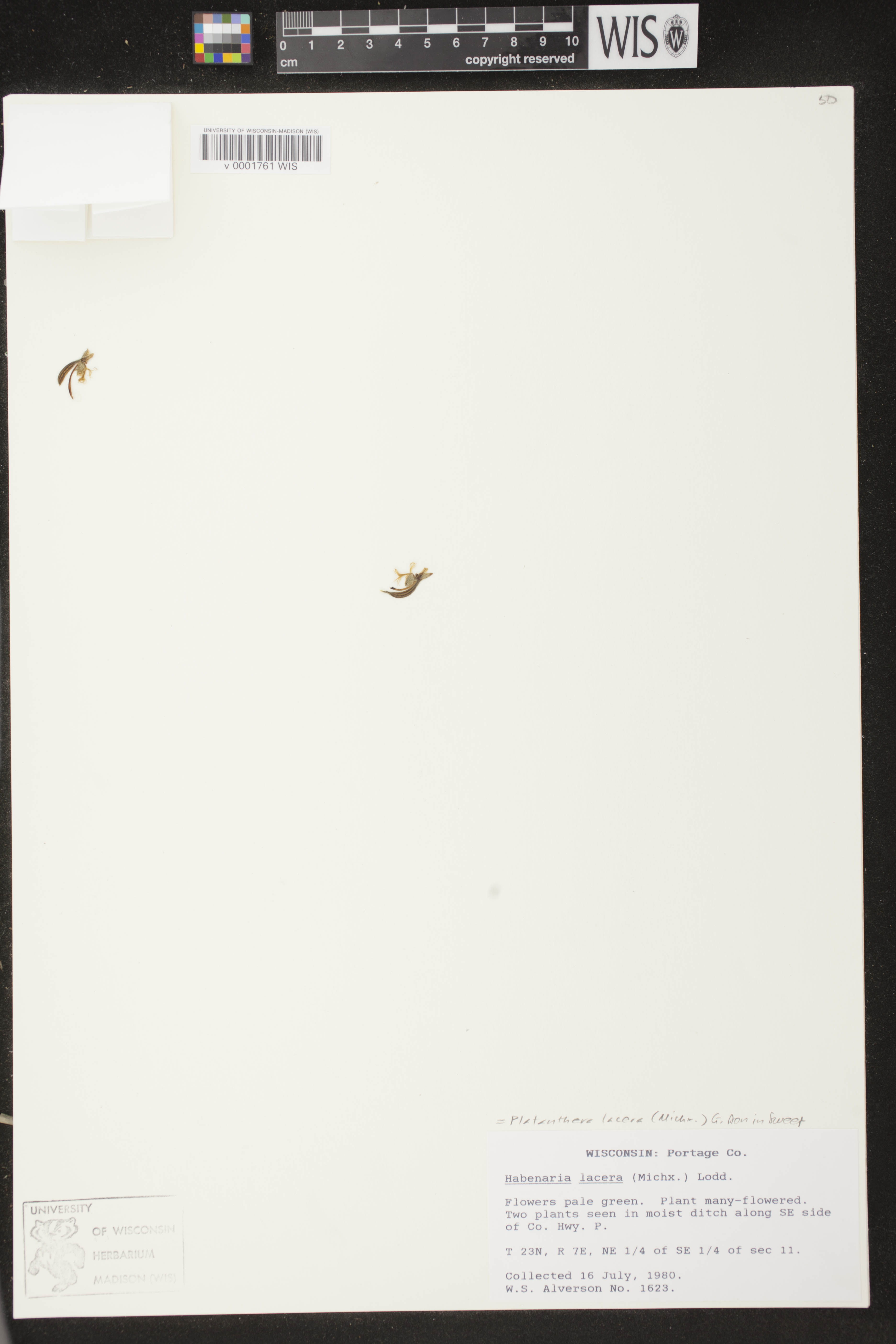 Platanthera lacera image