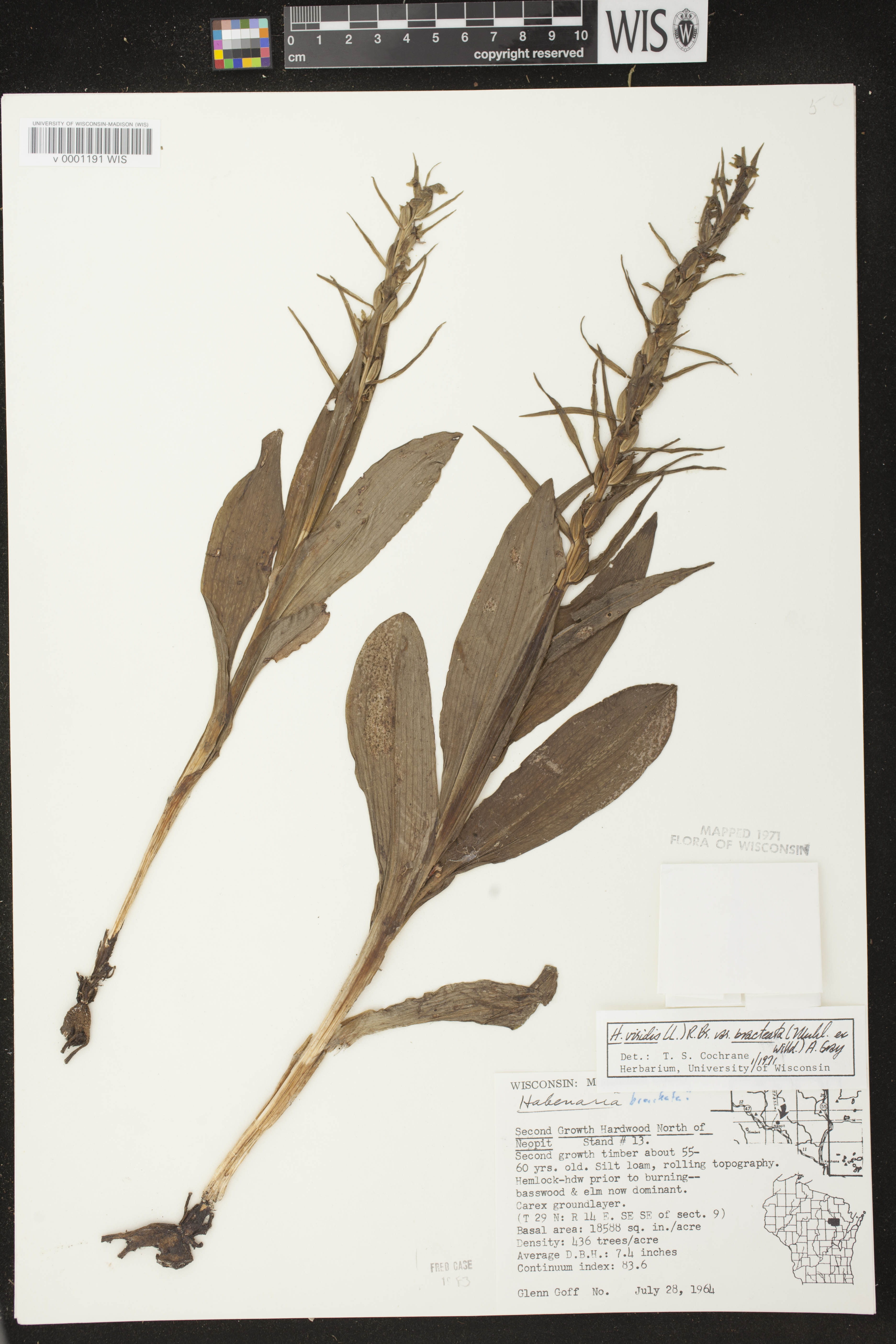Coeloglossum viride var. virescens image