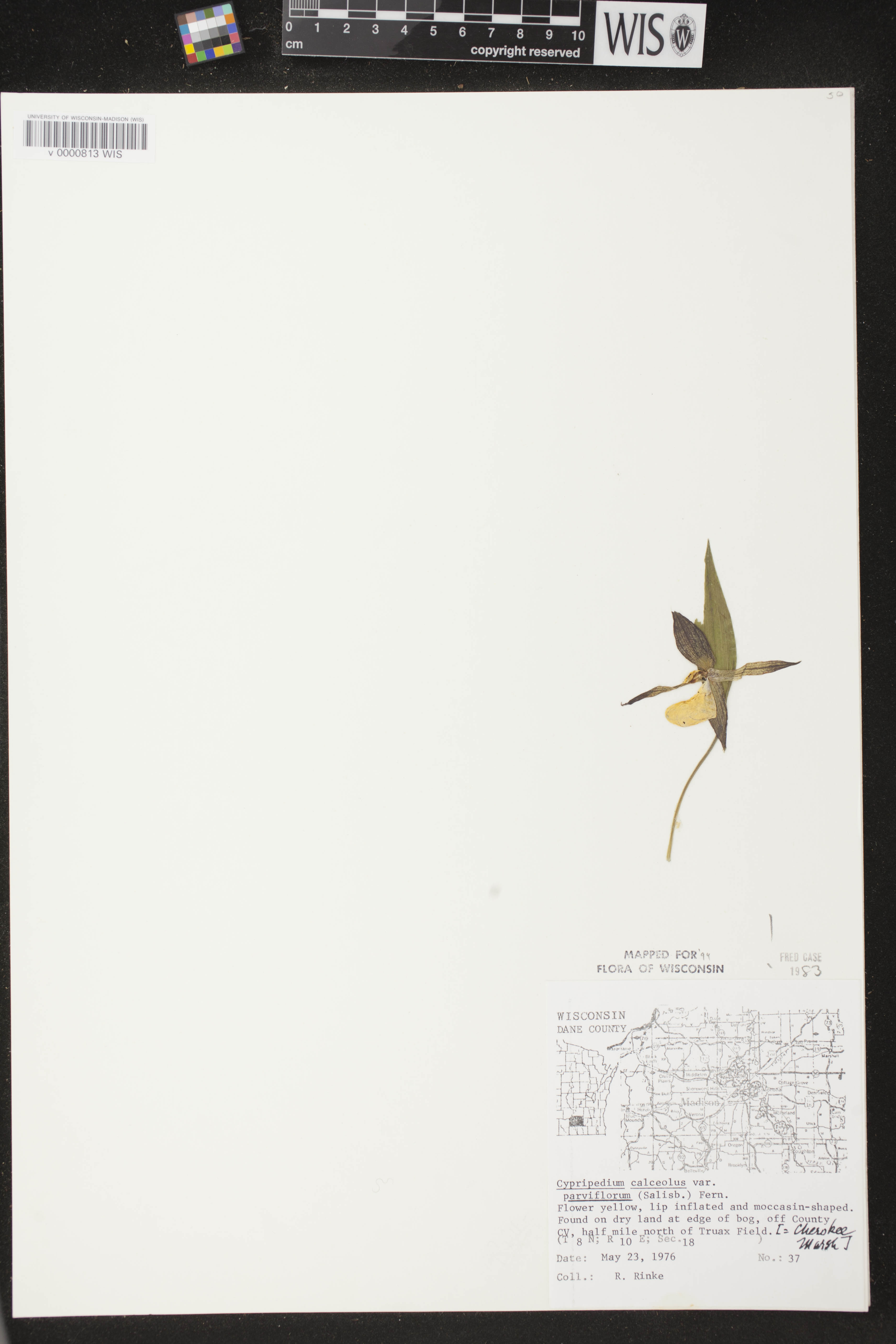 Cypripedium parviflorum var. makasin image