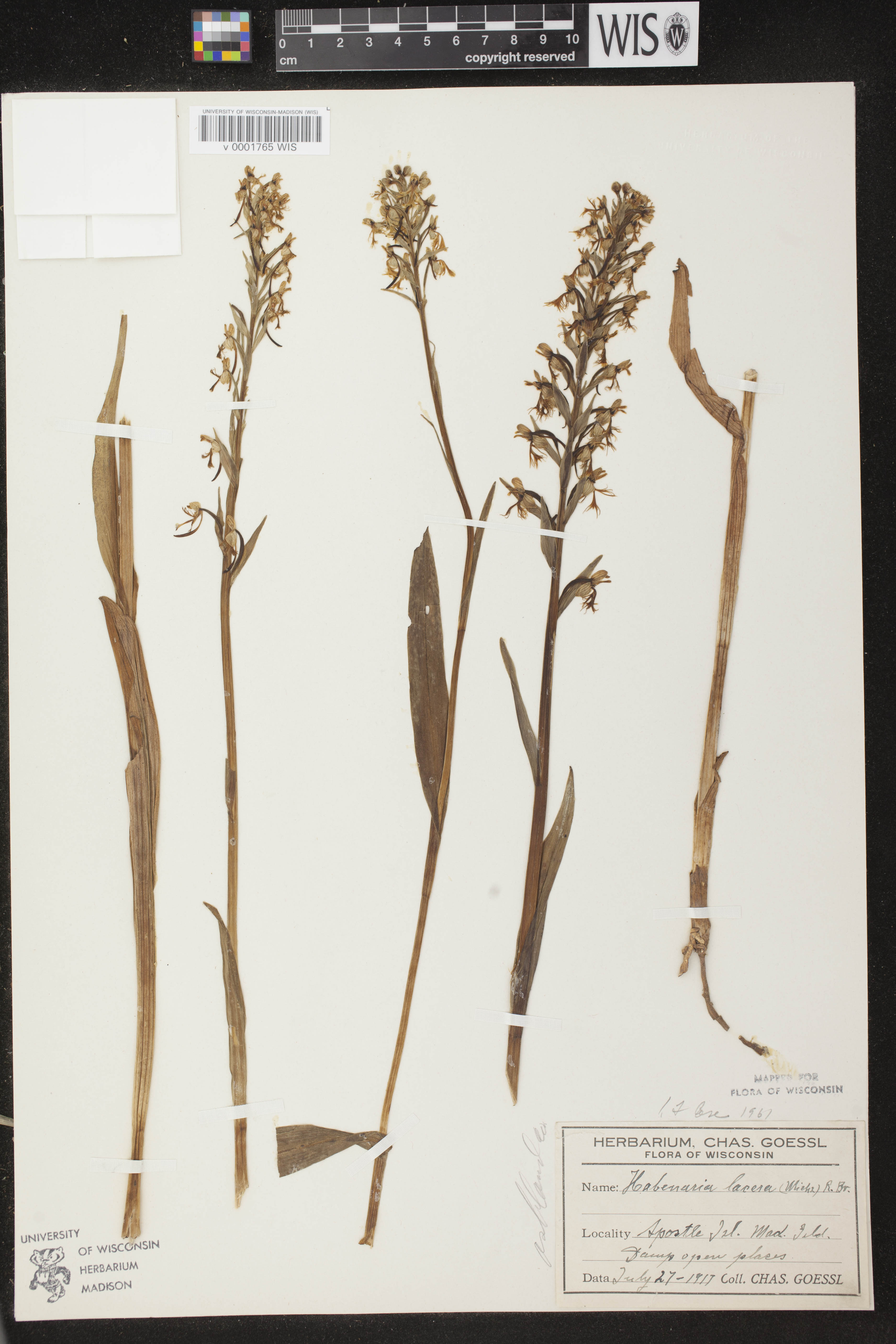 Platanthera lacera image