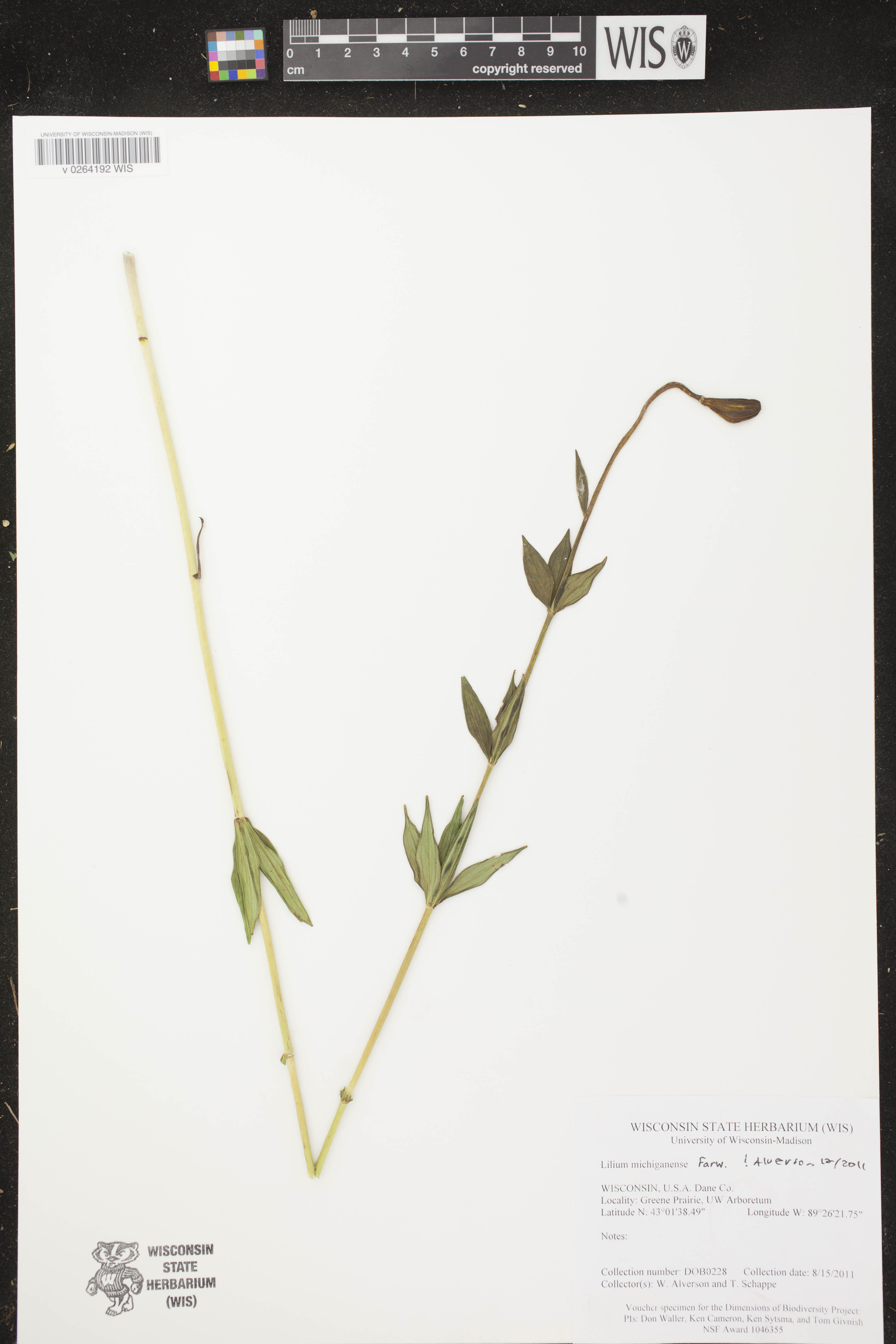 Lilium michiganense image