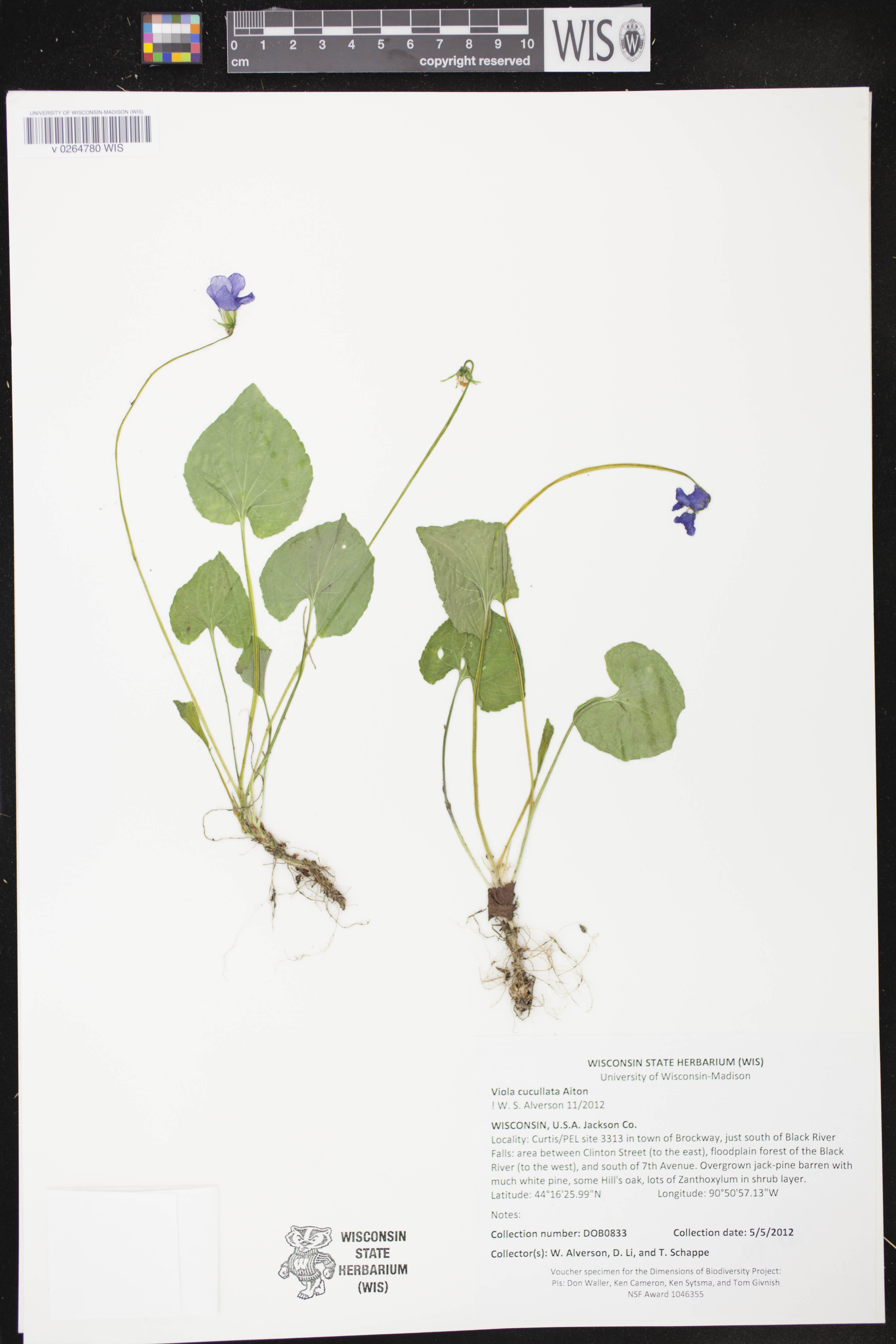 Viola cucullata image