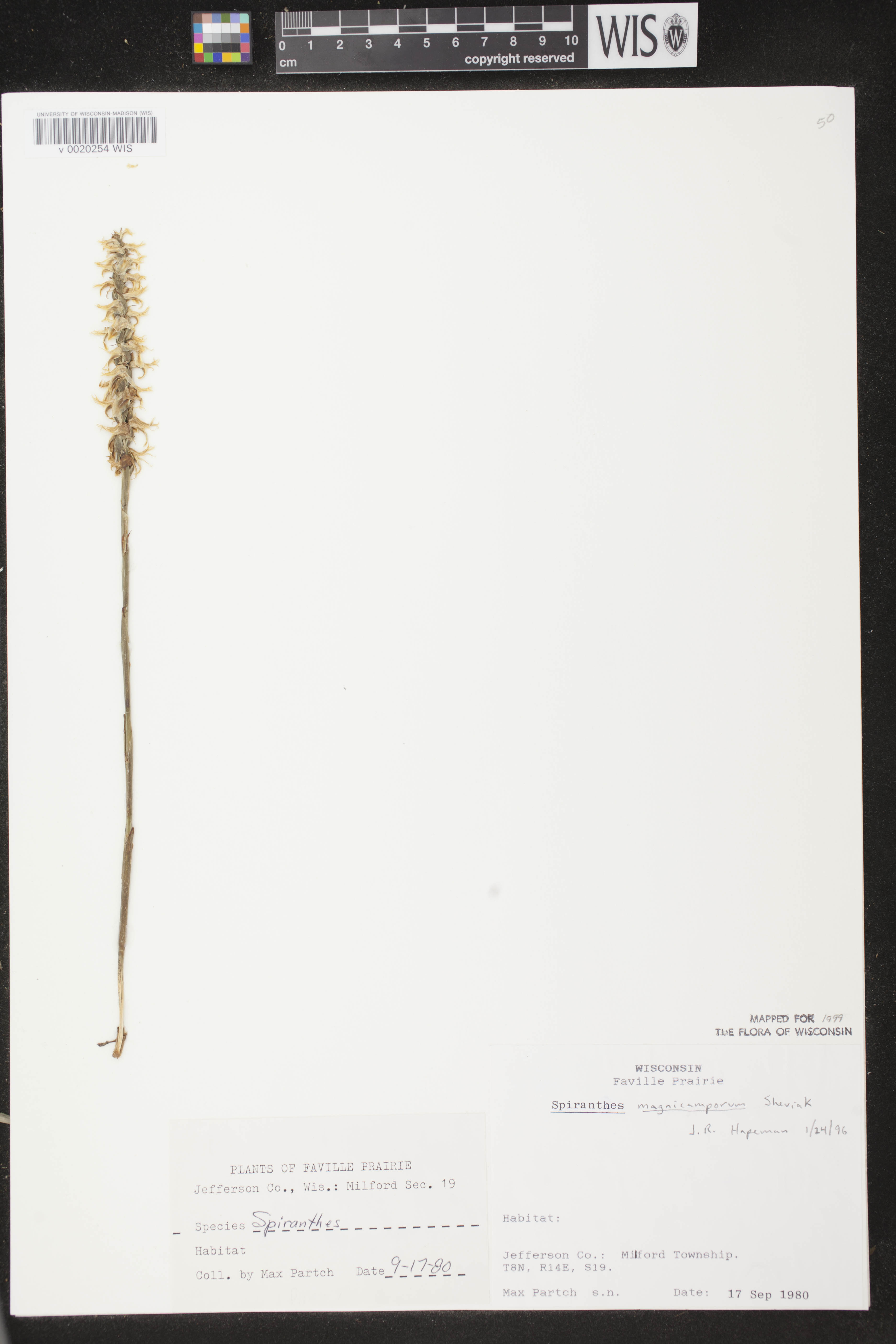 Spiranthes magnicamporum image