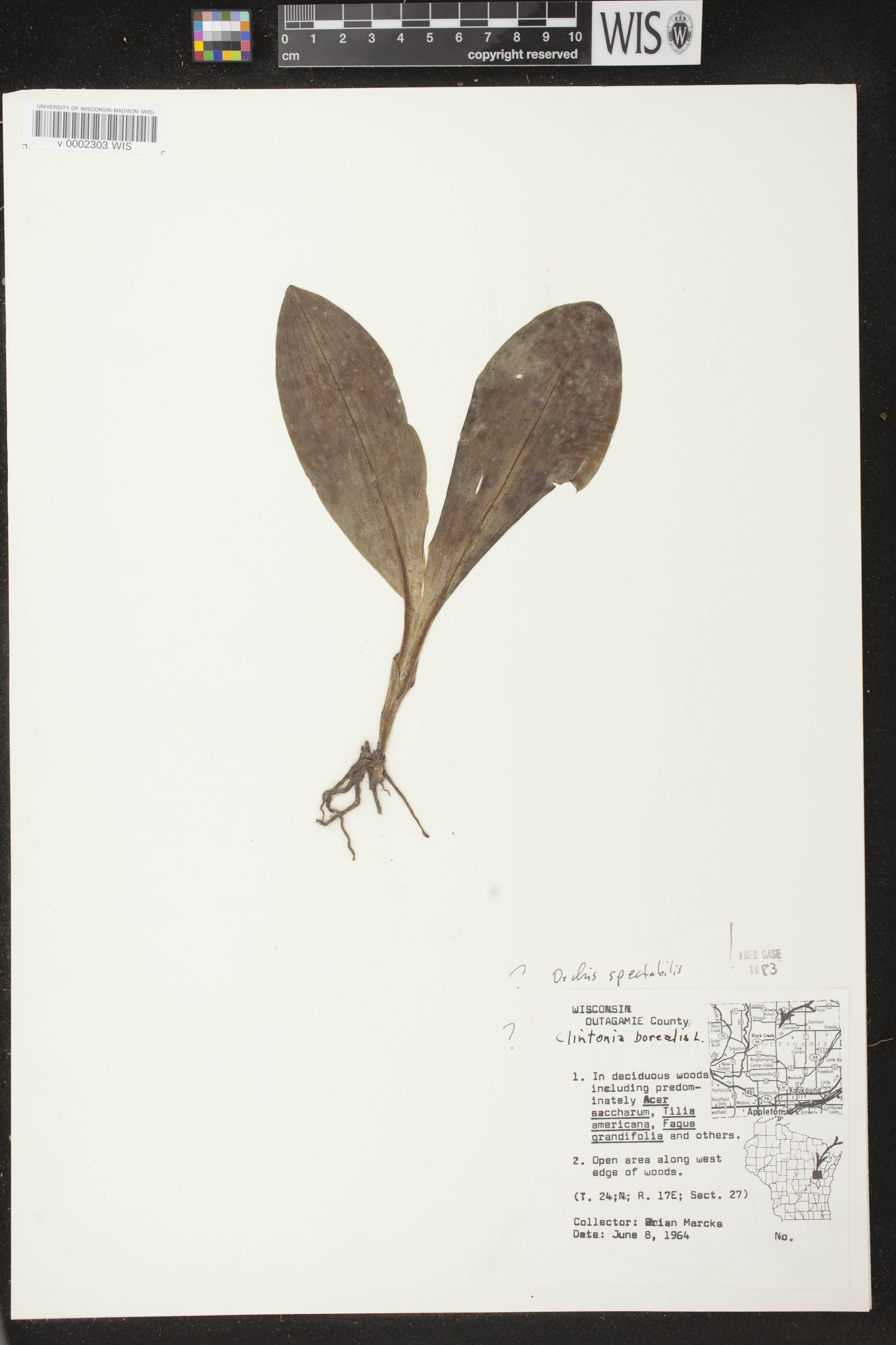 Galearis spectabilis image