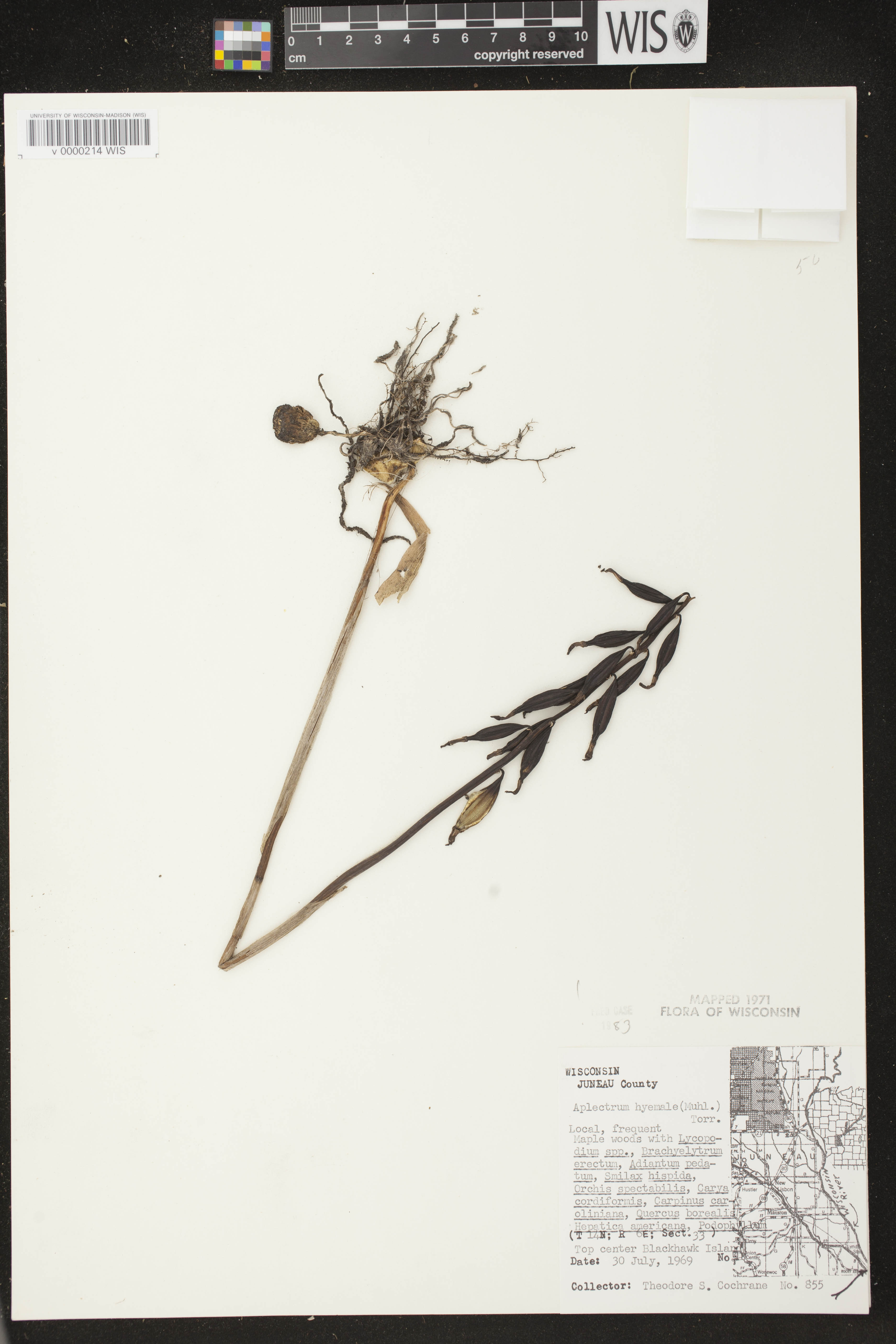 Aplectrum hyemale image
