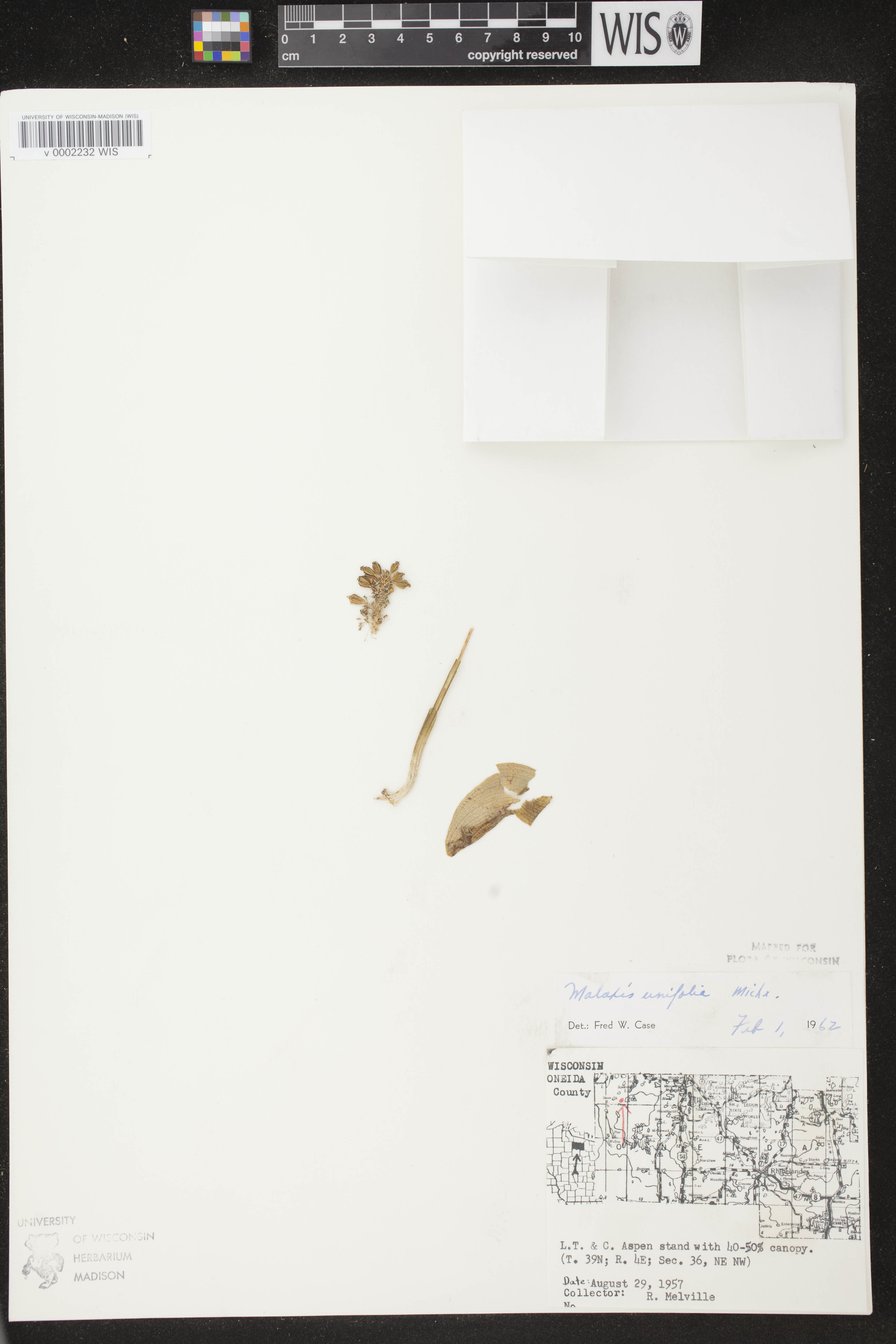 Malaxis unifolia image