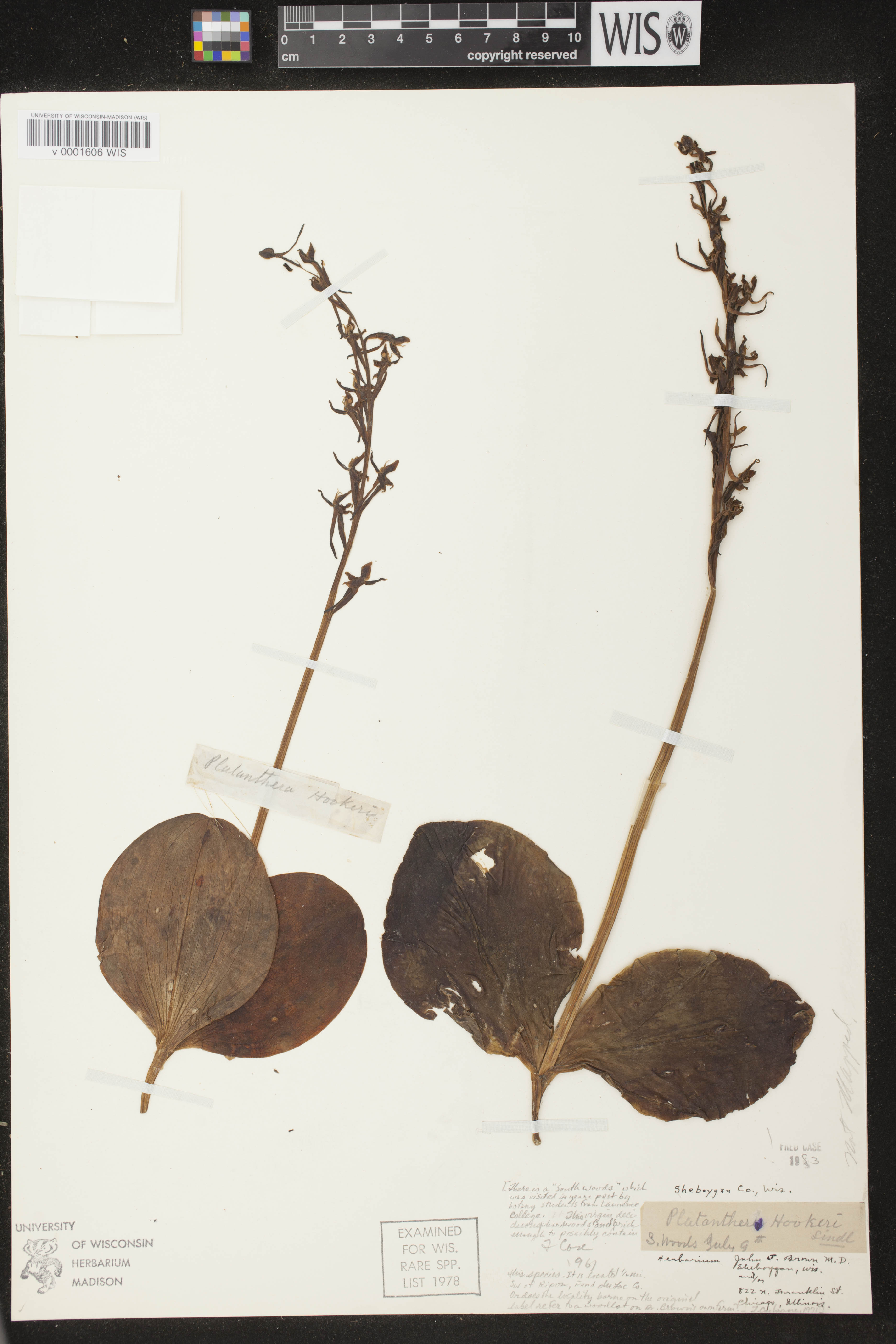 Platanthera hookeri image